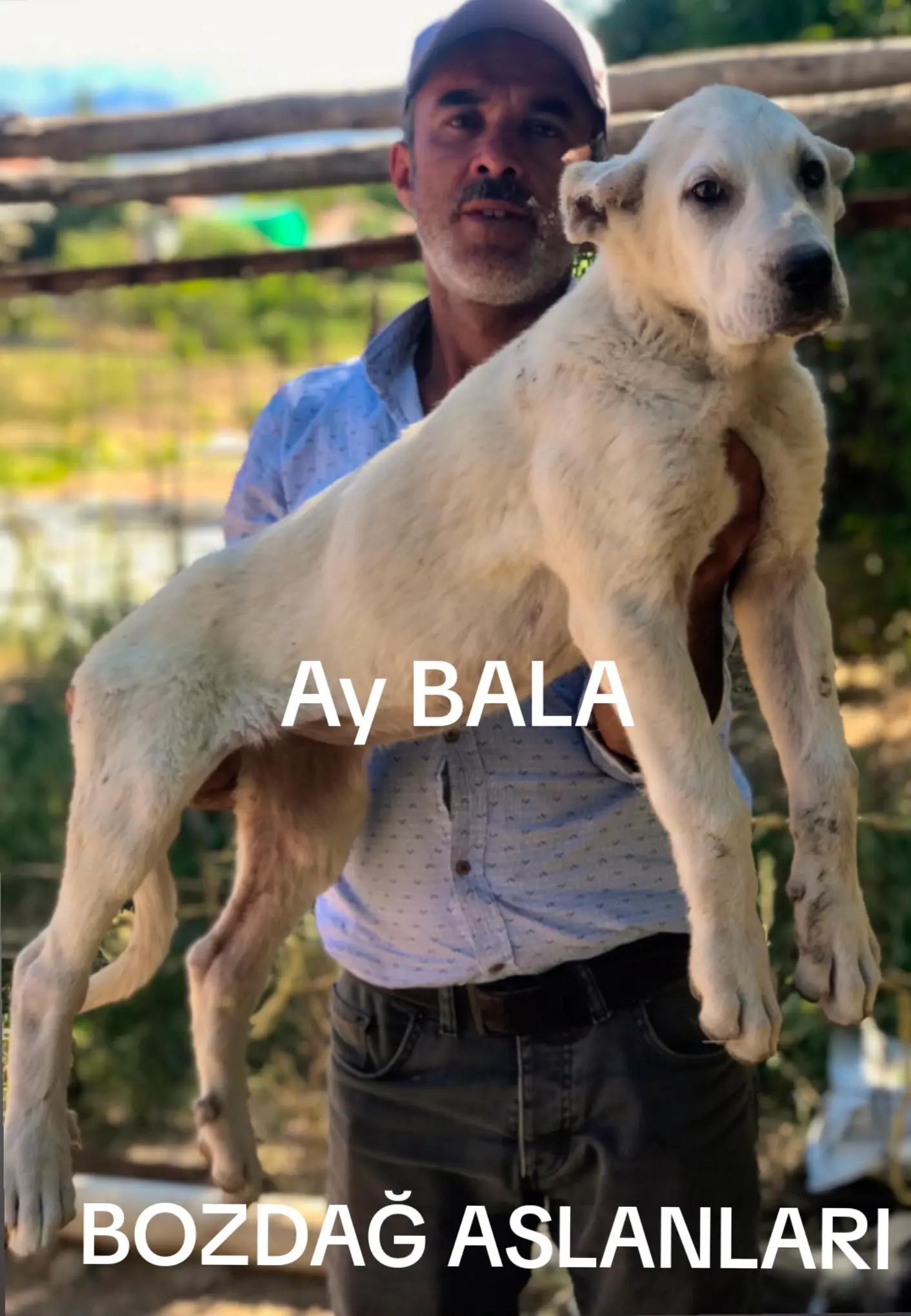 @Boz DAĞLI mmttnr Dev yarenleri