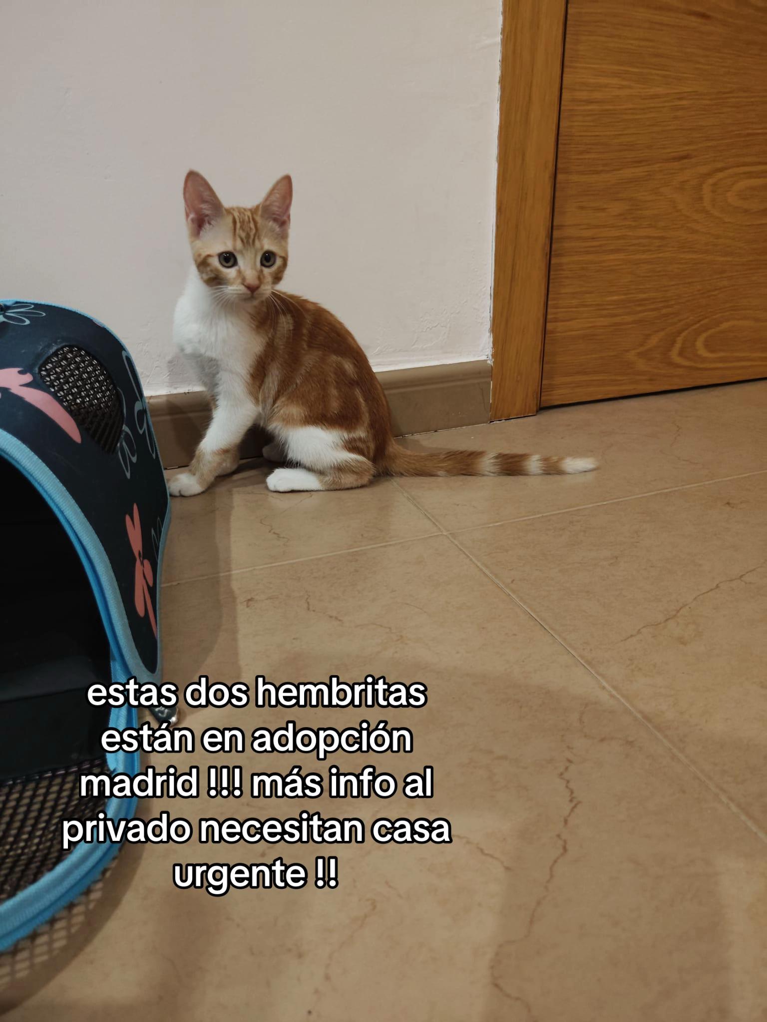 @huellitas por casa