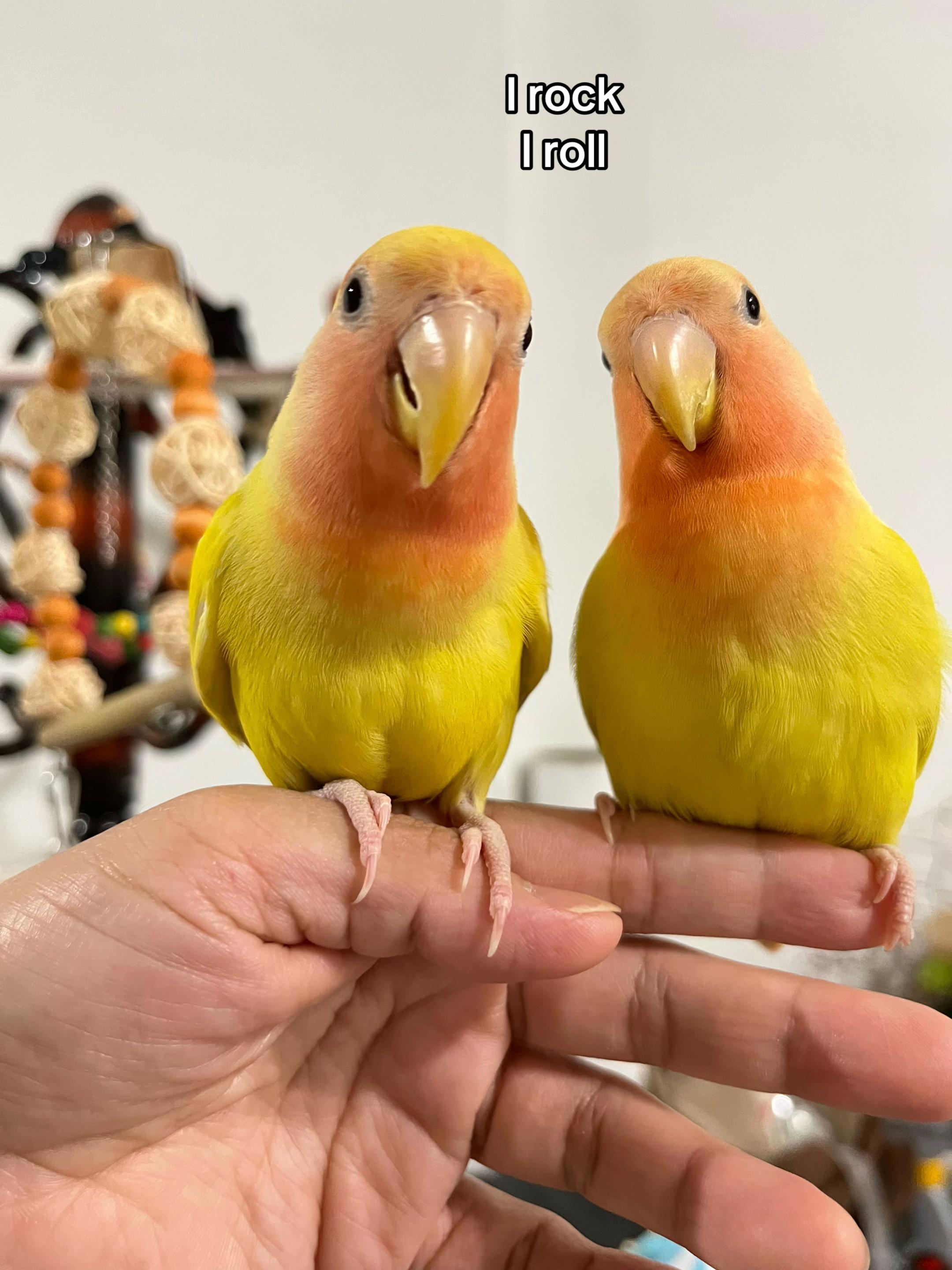 @crisaandbirds
