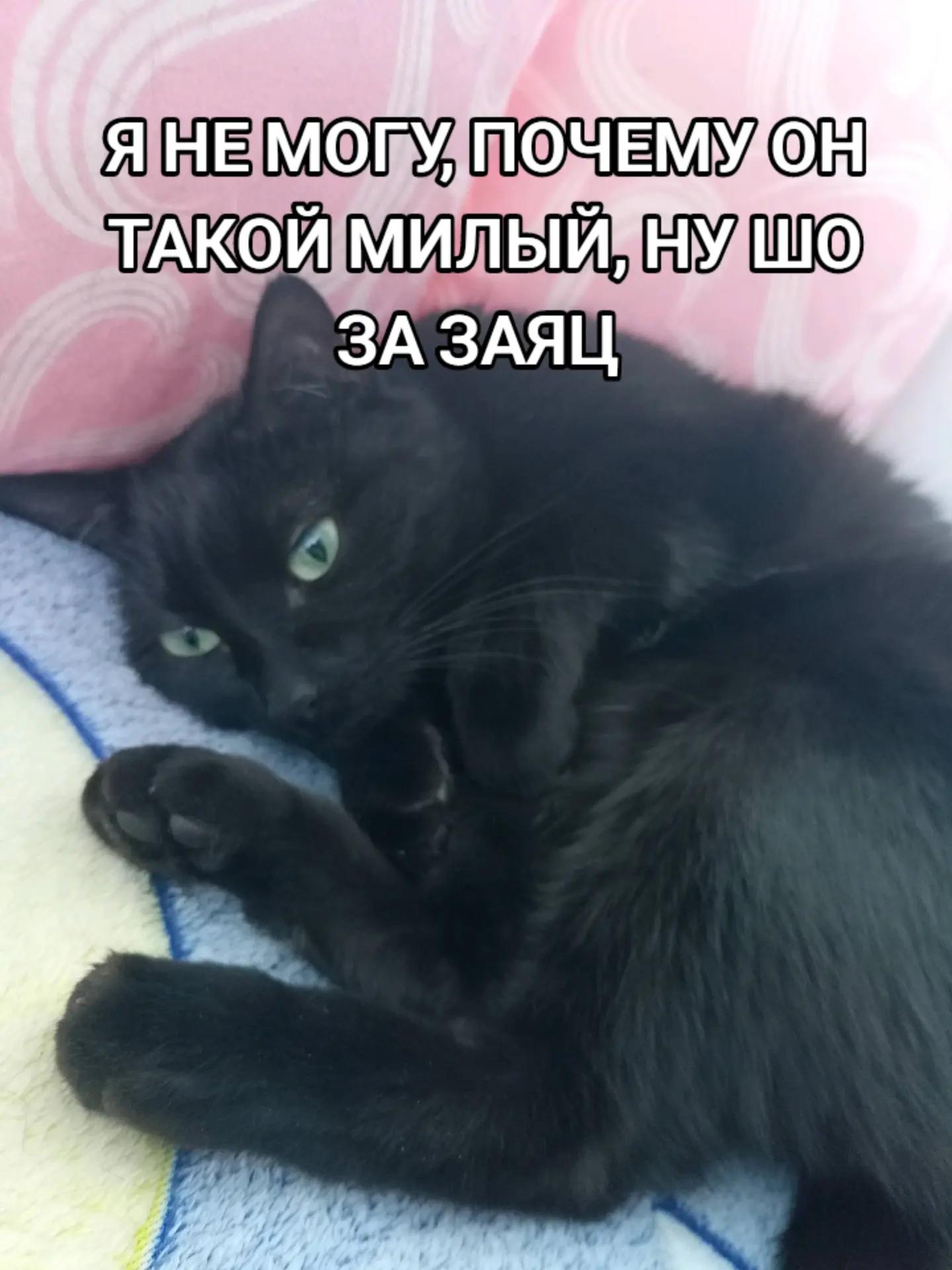 @Любители пылесборников🍩