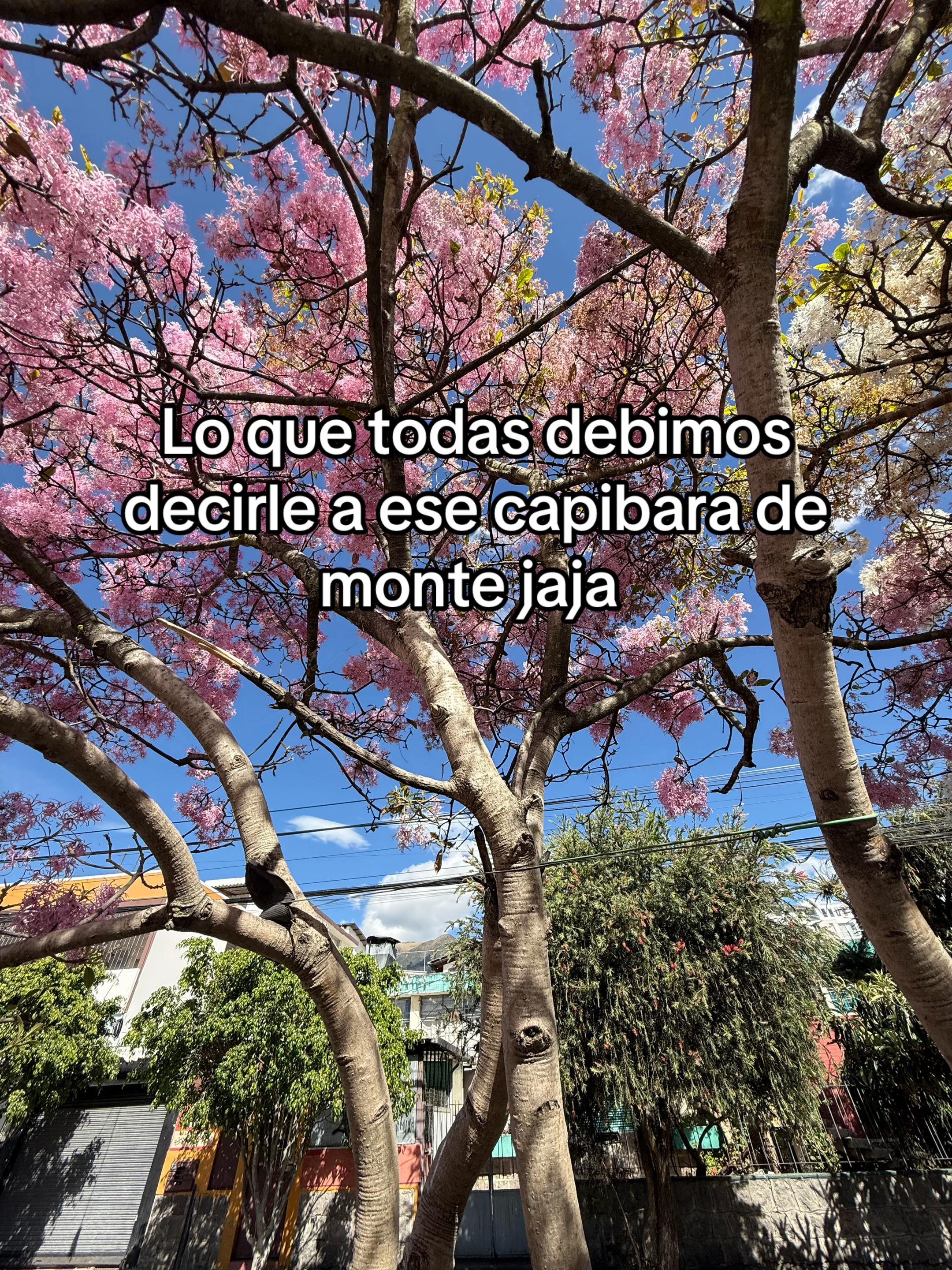 @Ale Arcos