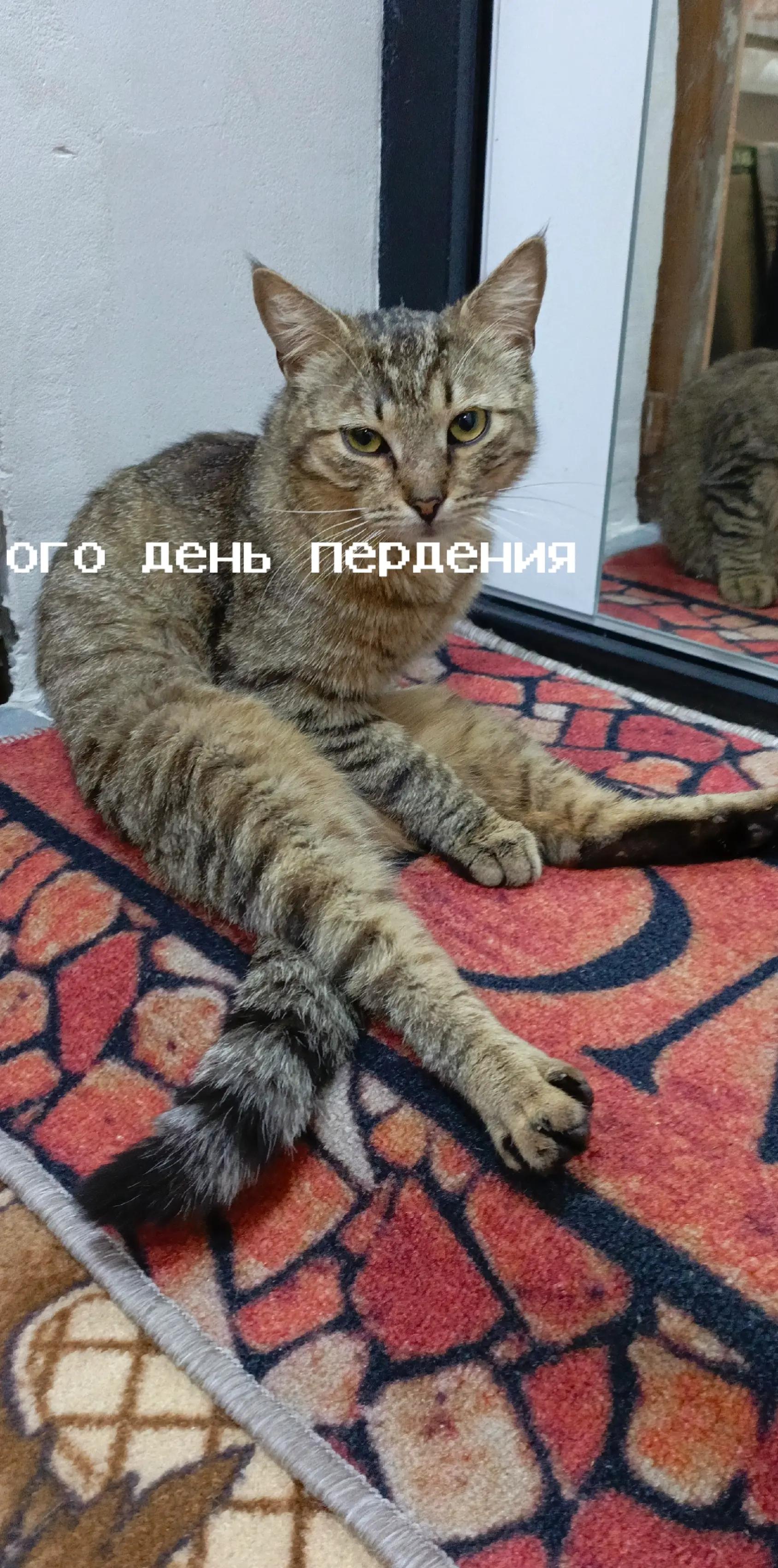 @Кот тимофей