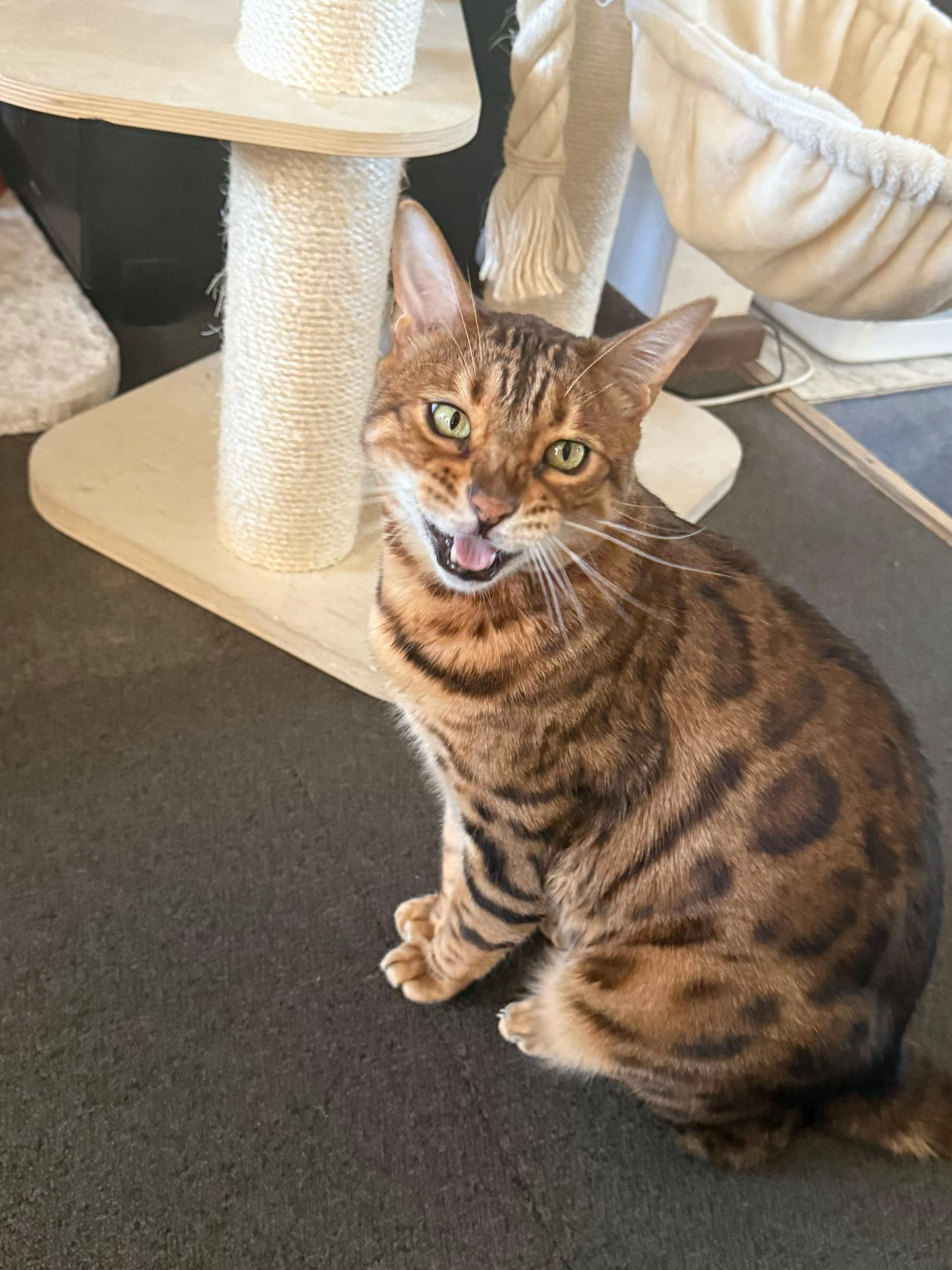 @TiggerthebrownBengal🇦🇺