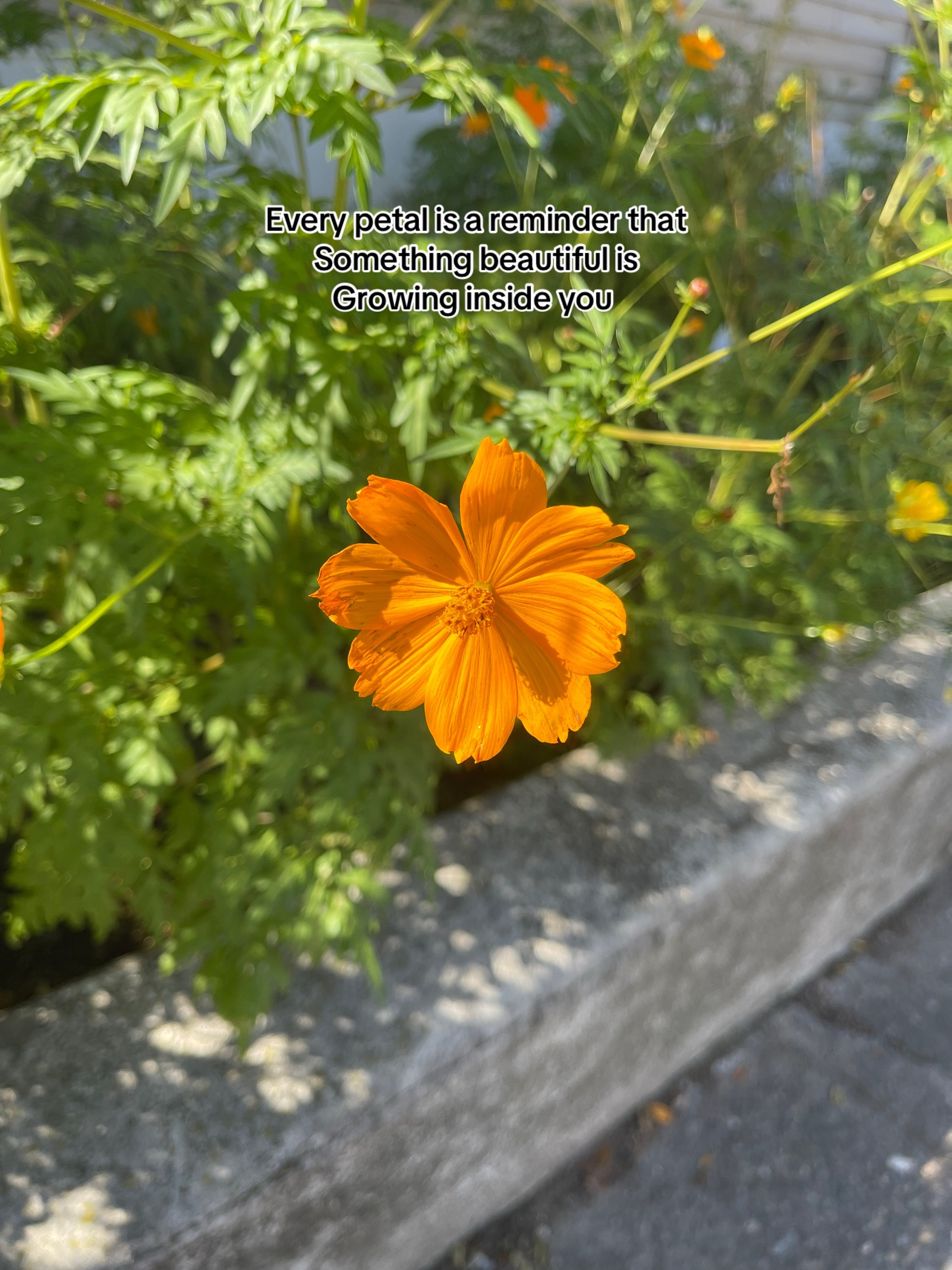 @soulfullflower_2001