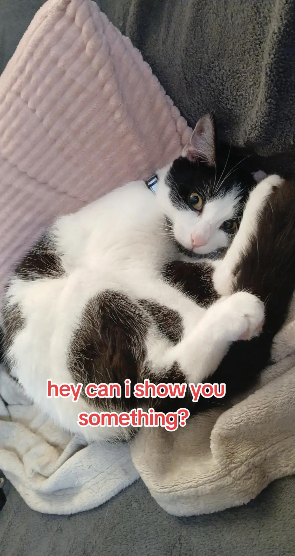 @Lyla,Loki,Misty&Luna💖