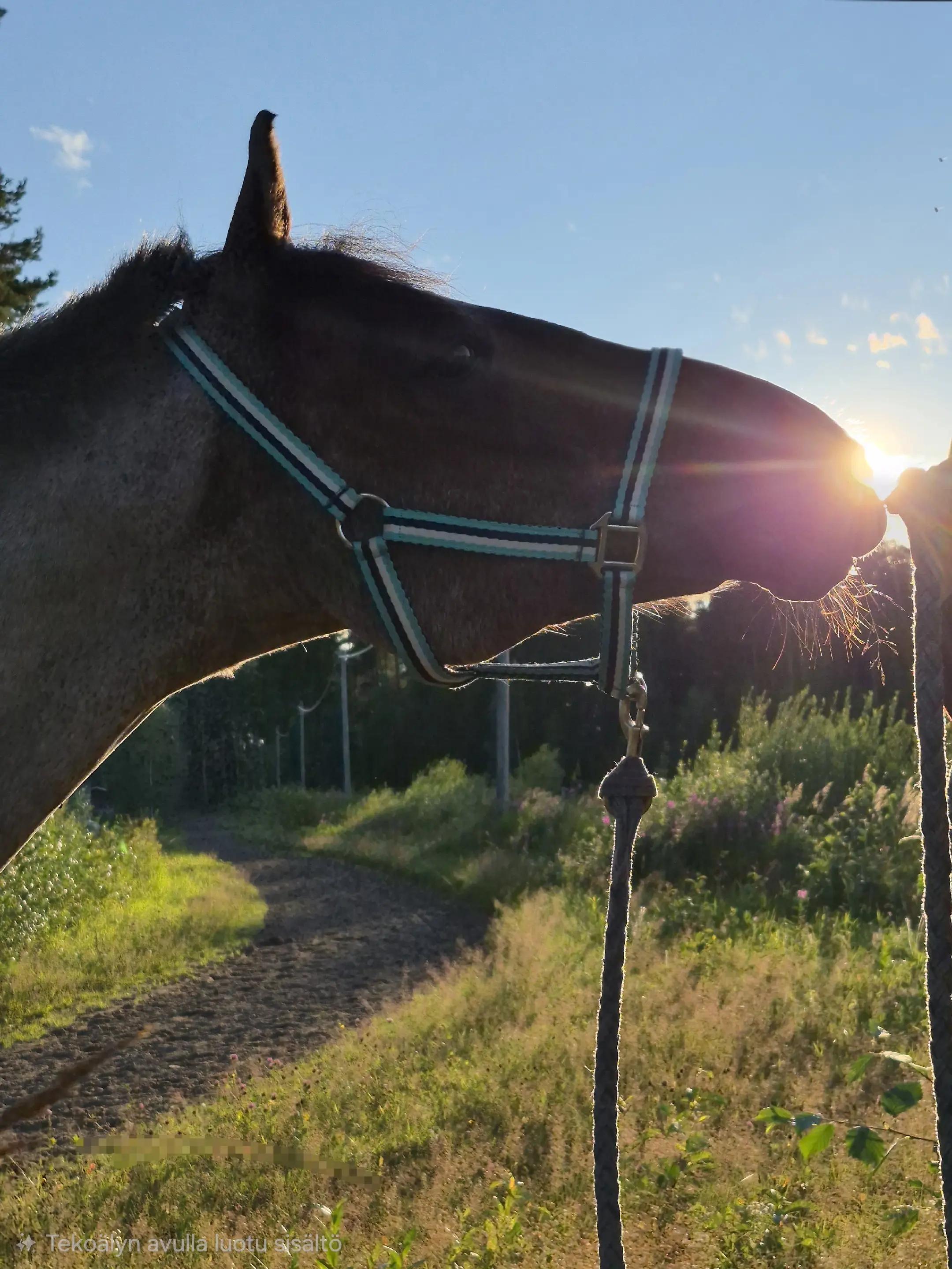@Beach Horse Stable