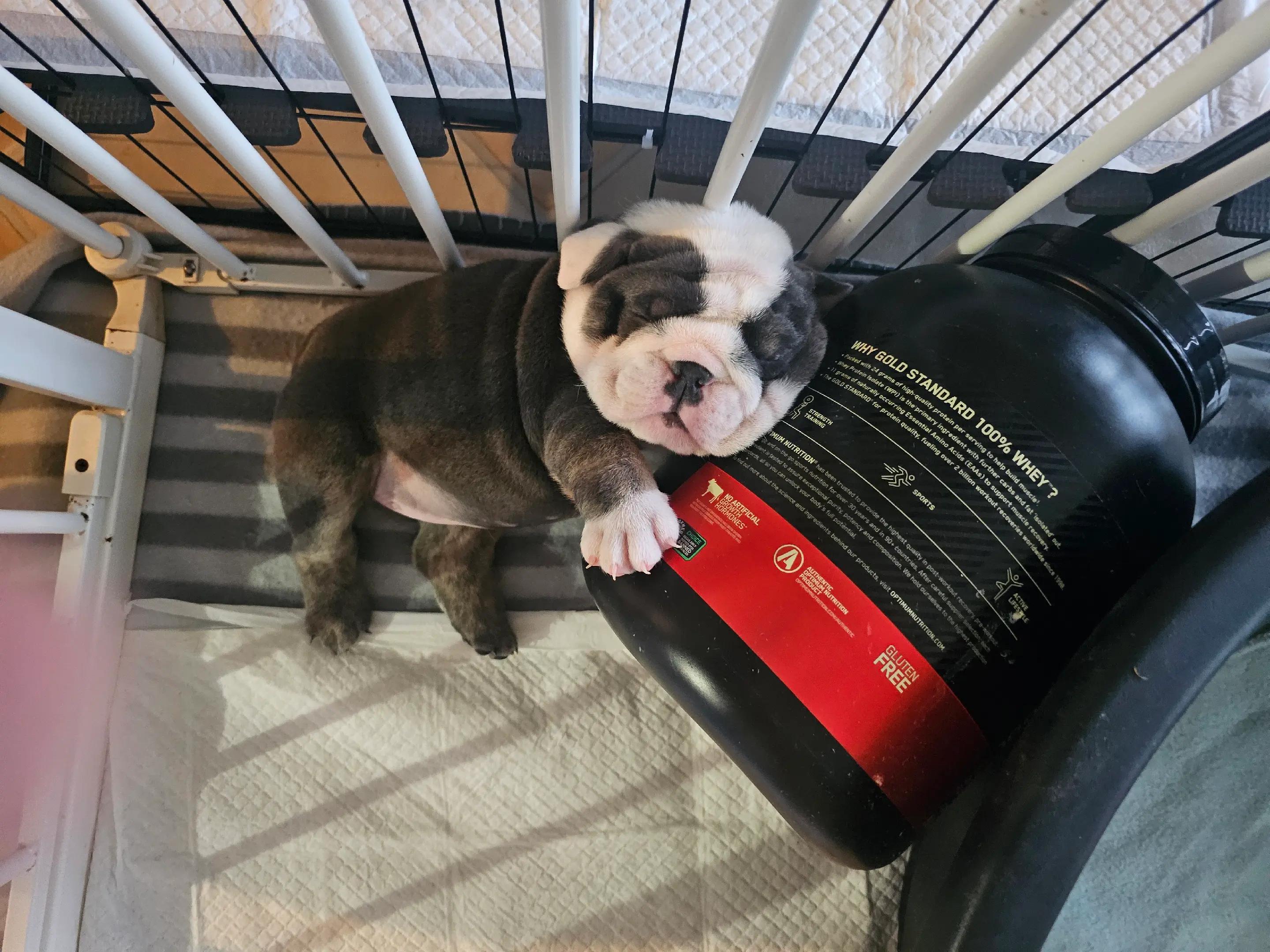 @Bulliciious Bulldogs Aotearoa
