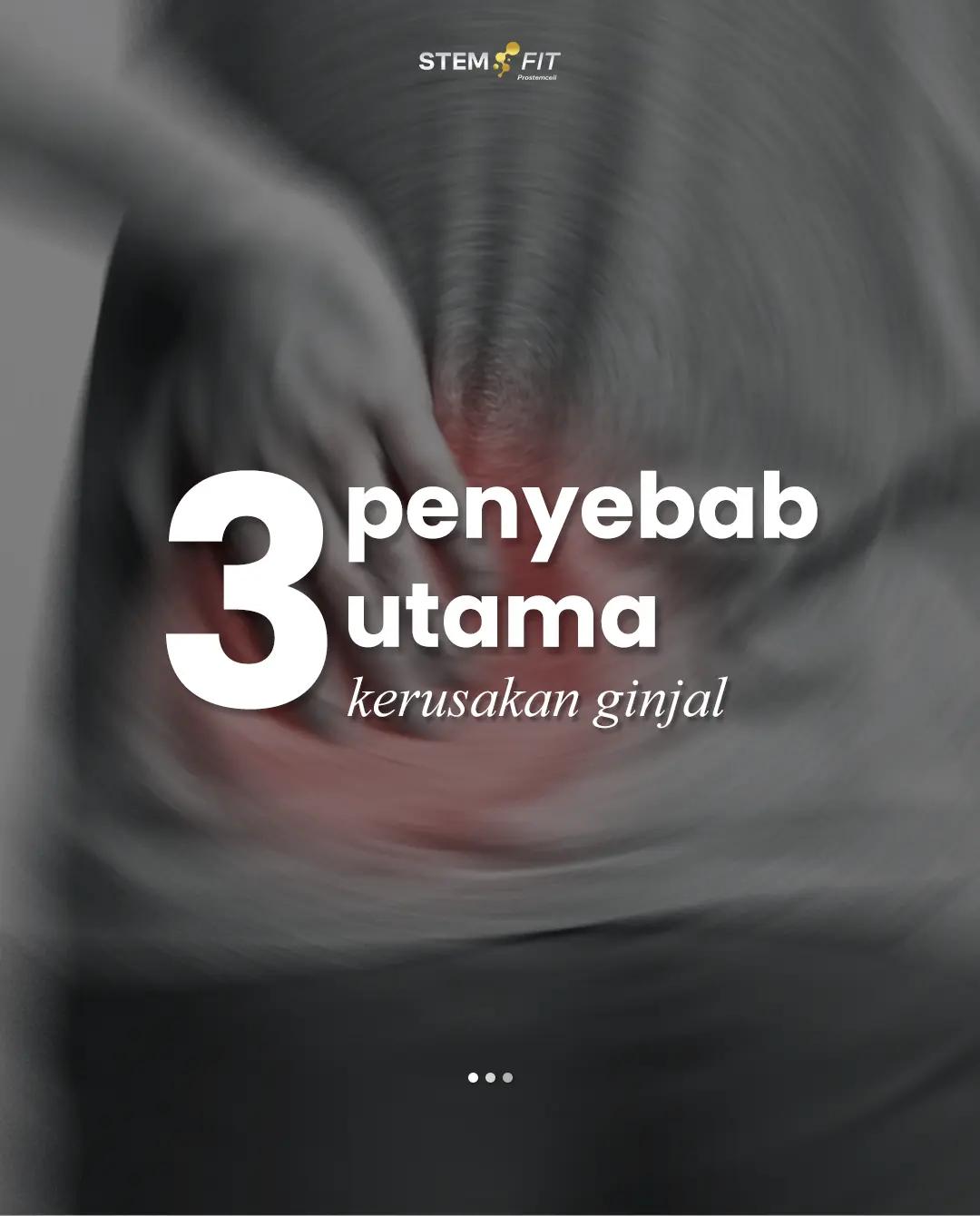 @Stemfit Official