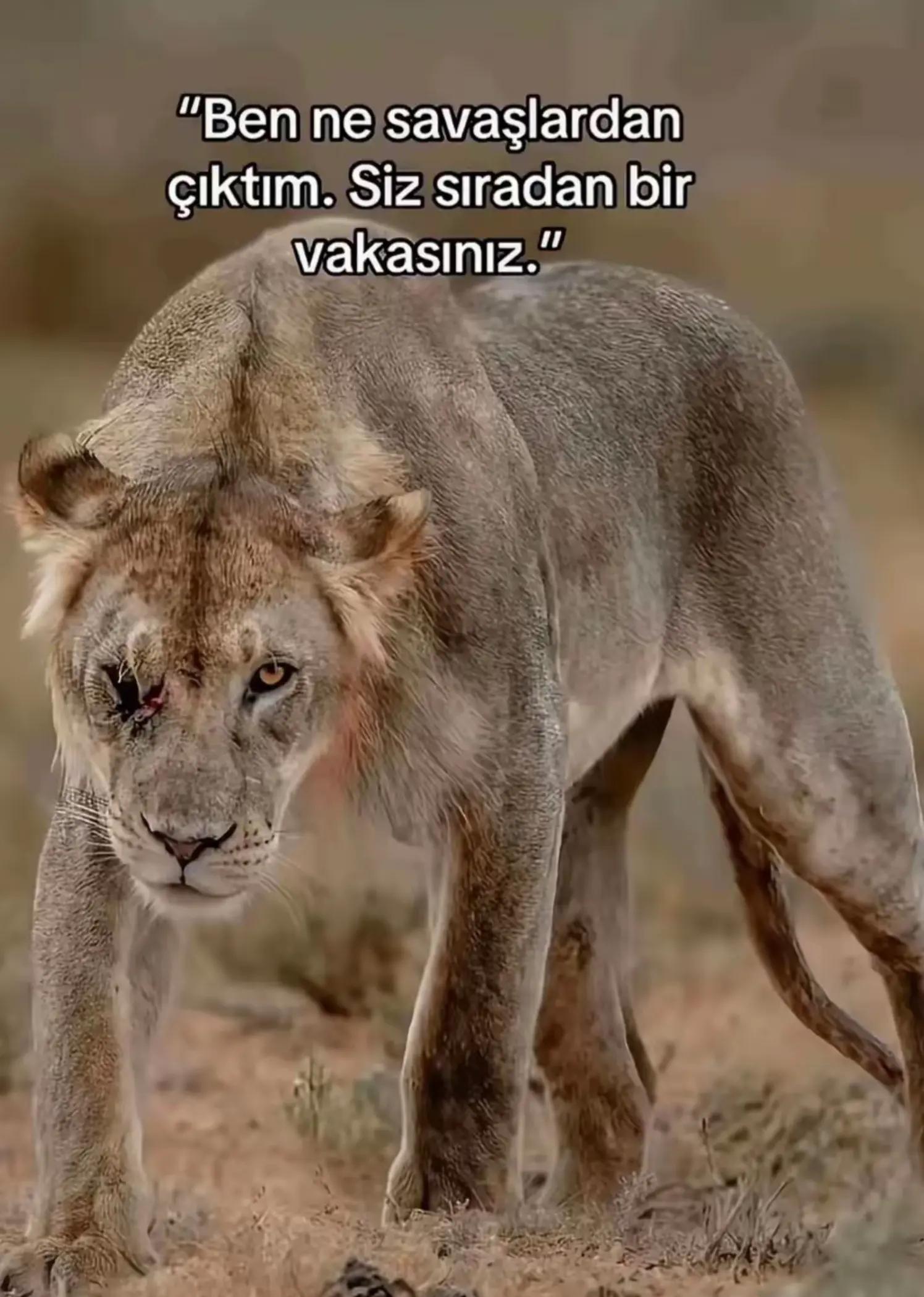 @LEGOLASS