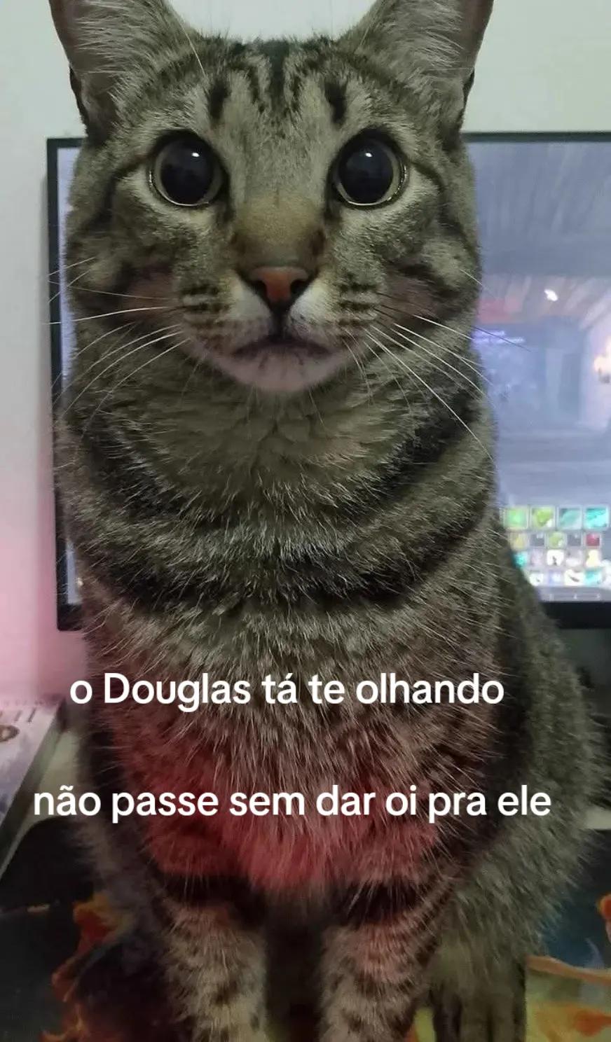 @capirotinho lindo