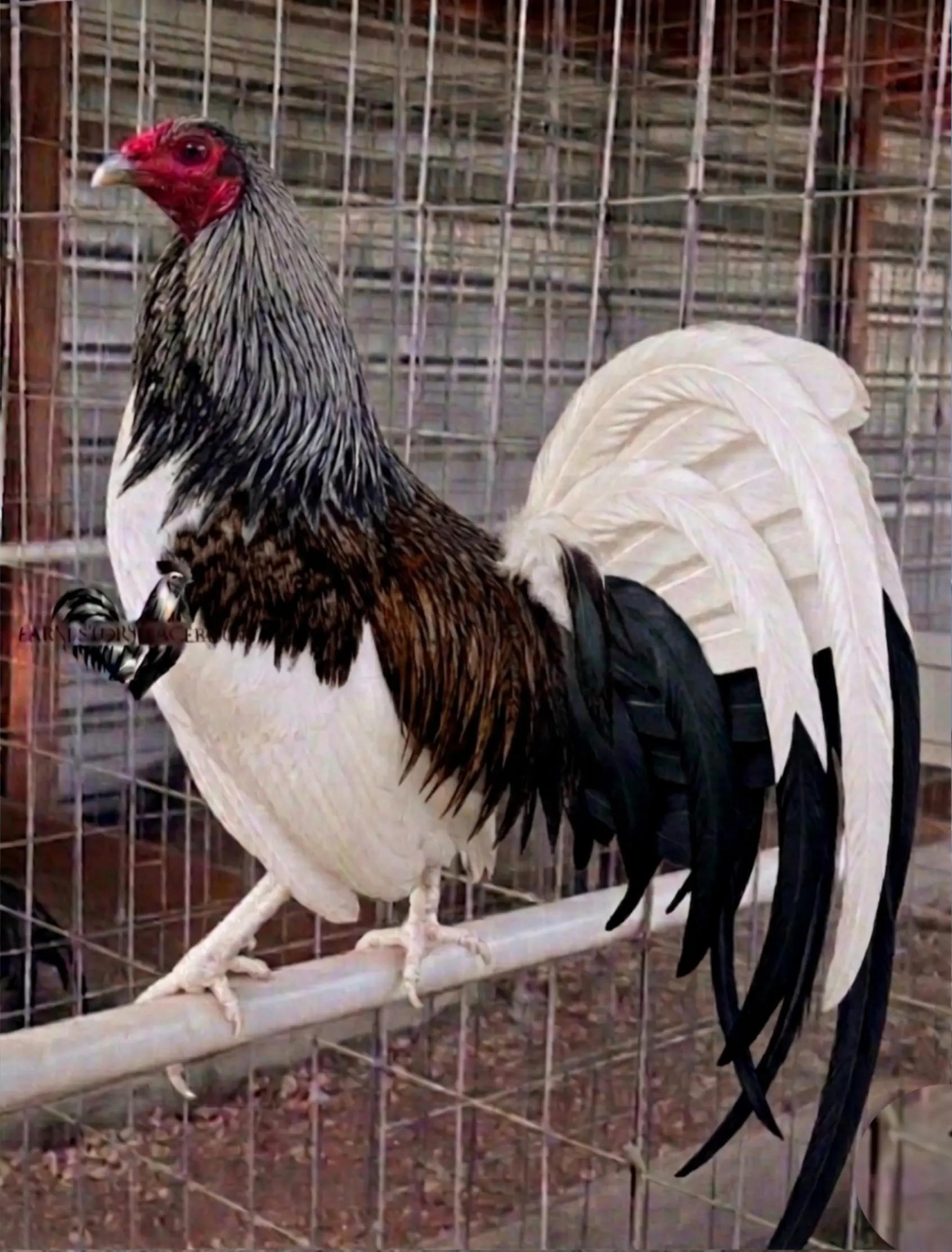 @Gamefowl Story