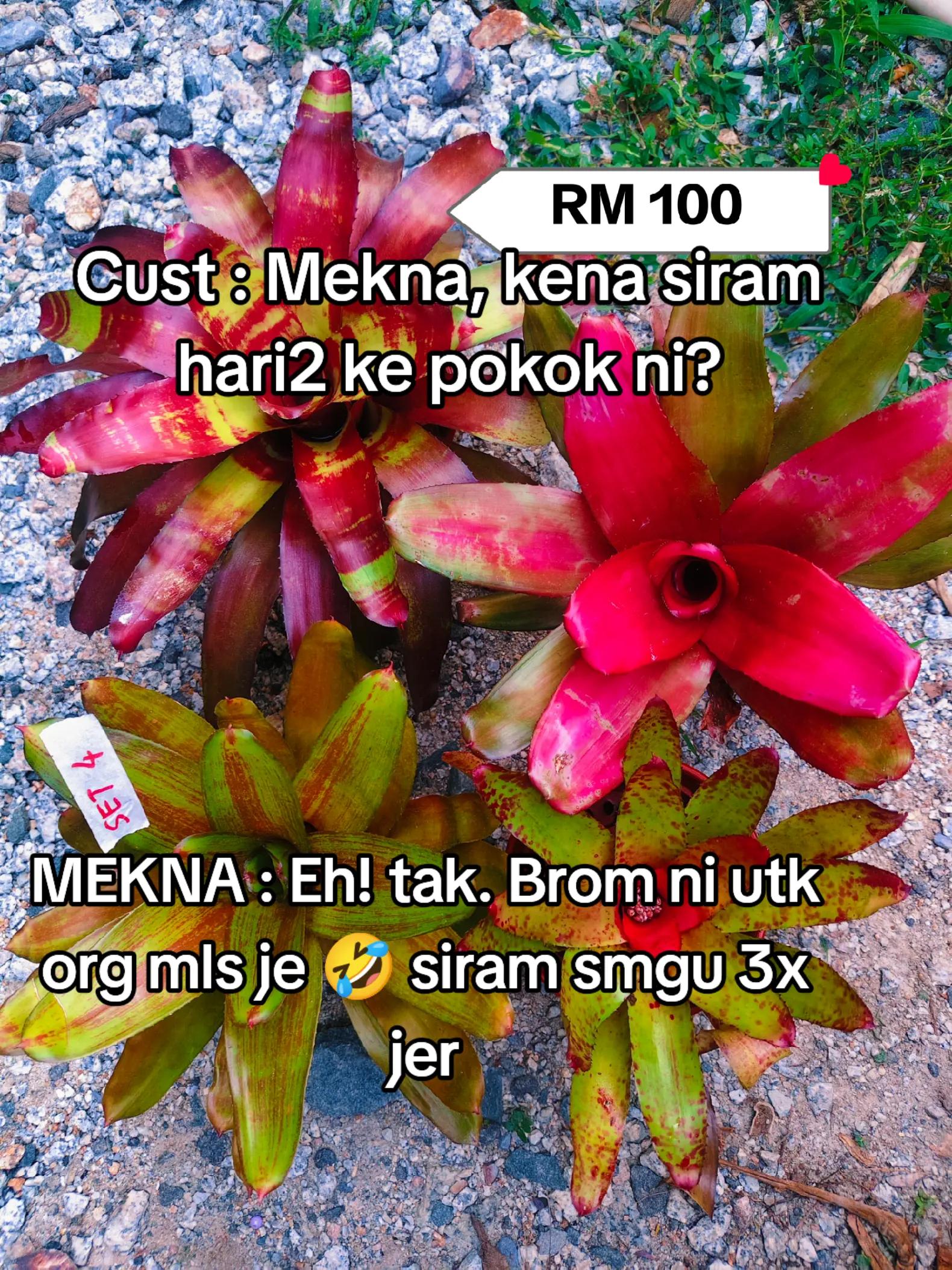 @MEKNA Garden
