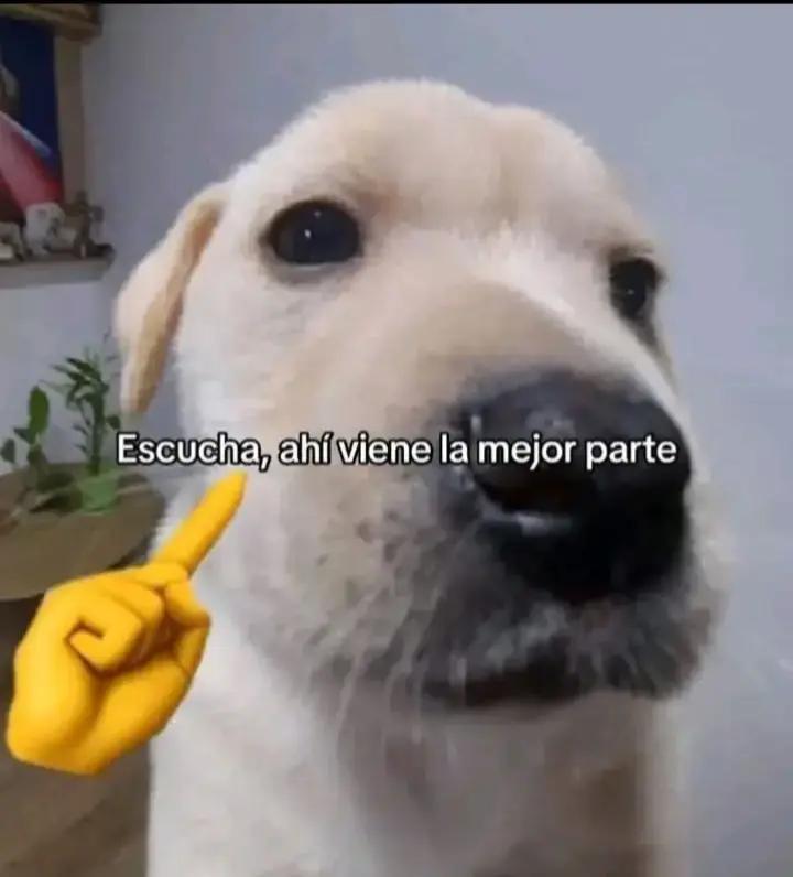 @ElRex