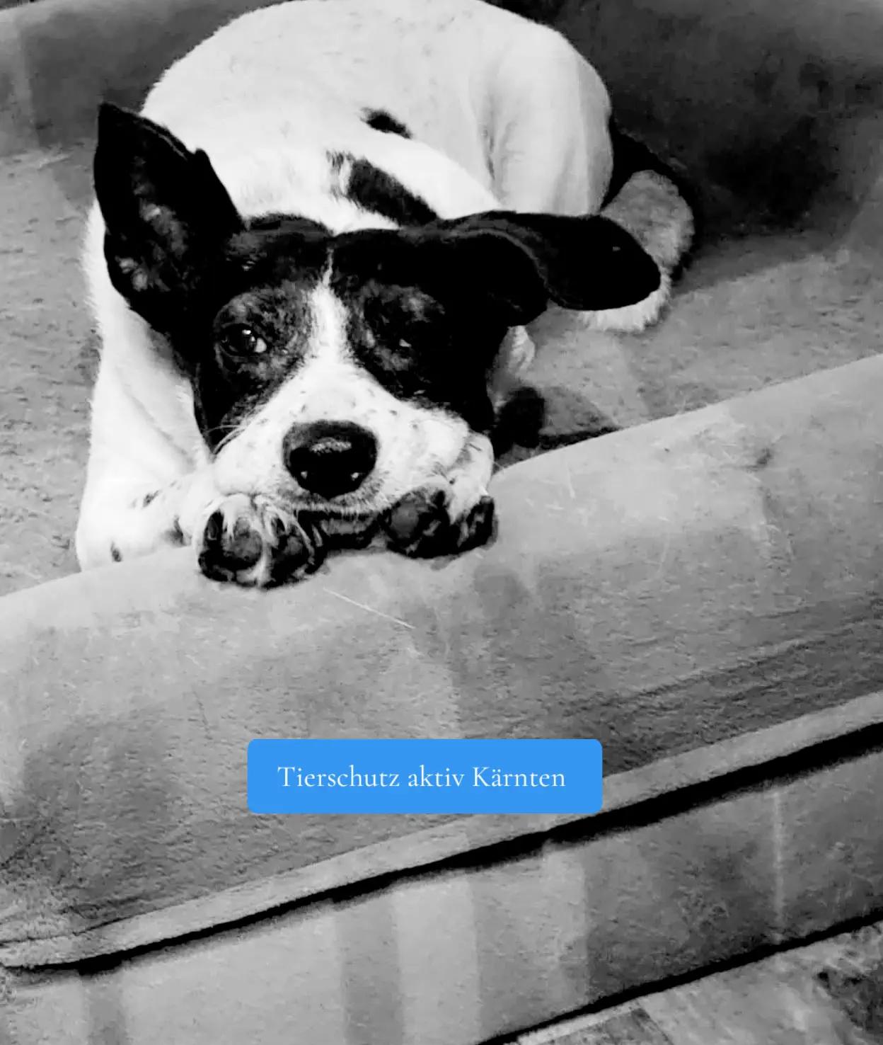 @tierschutz_aktivkaernten