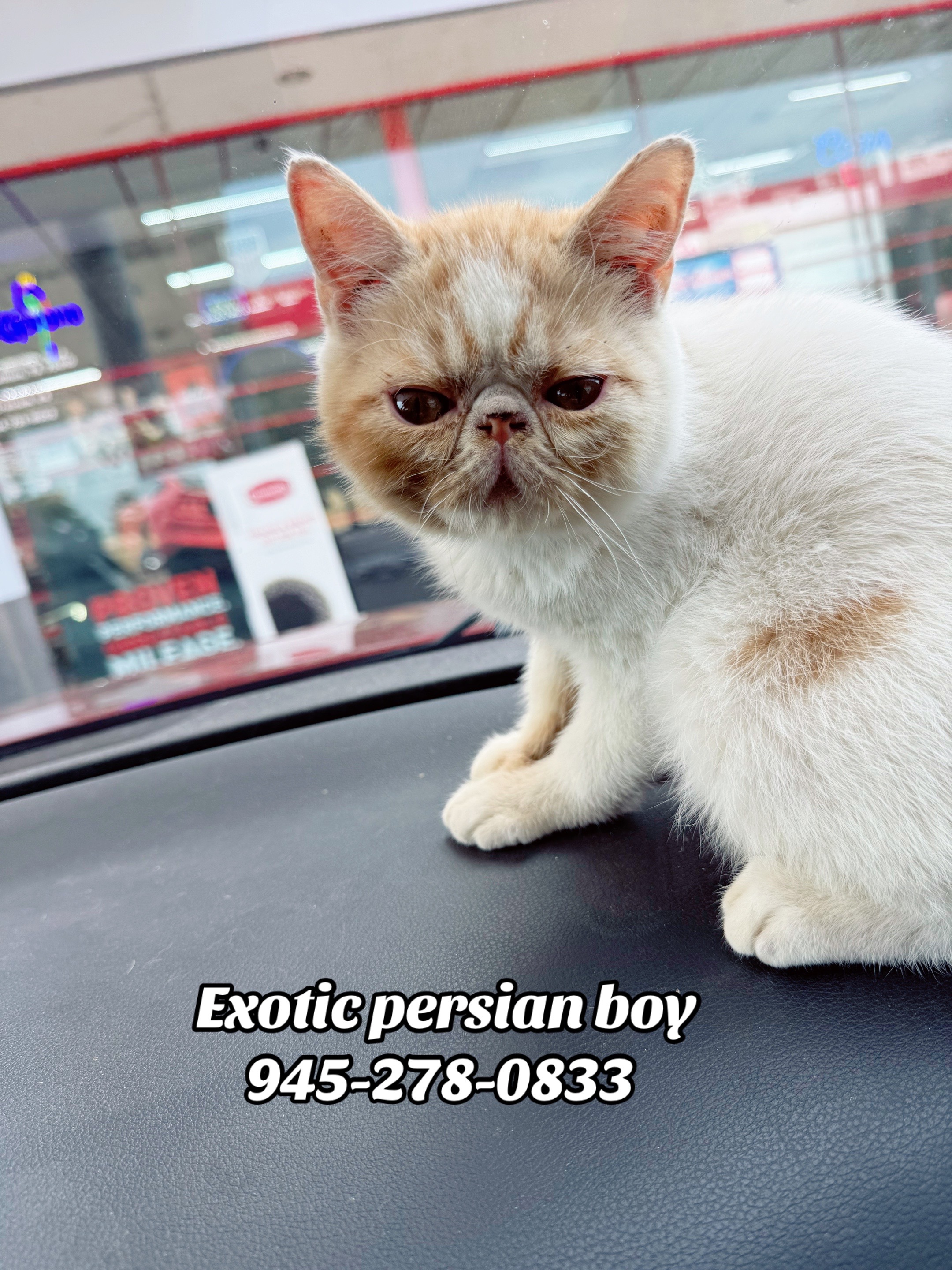 @PersianKitten