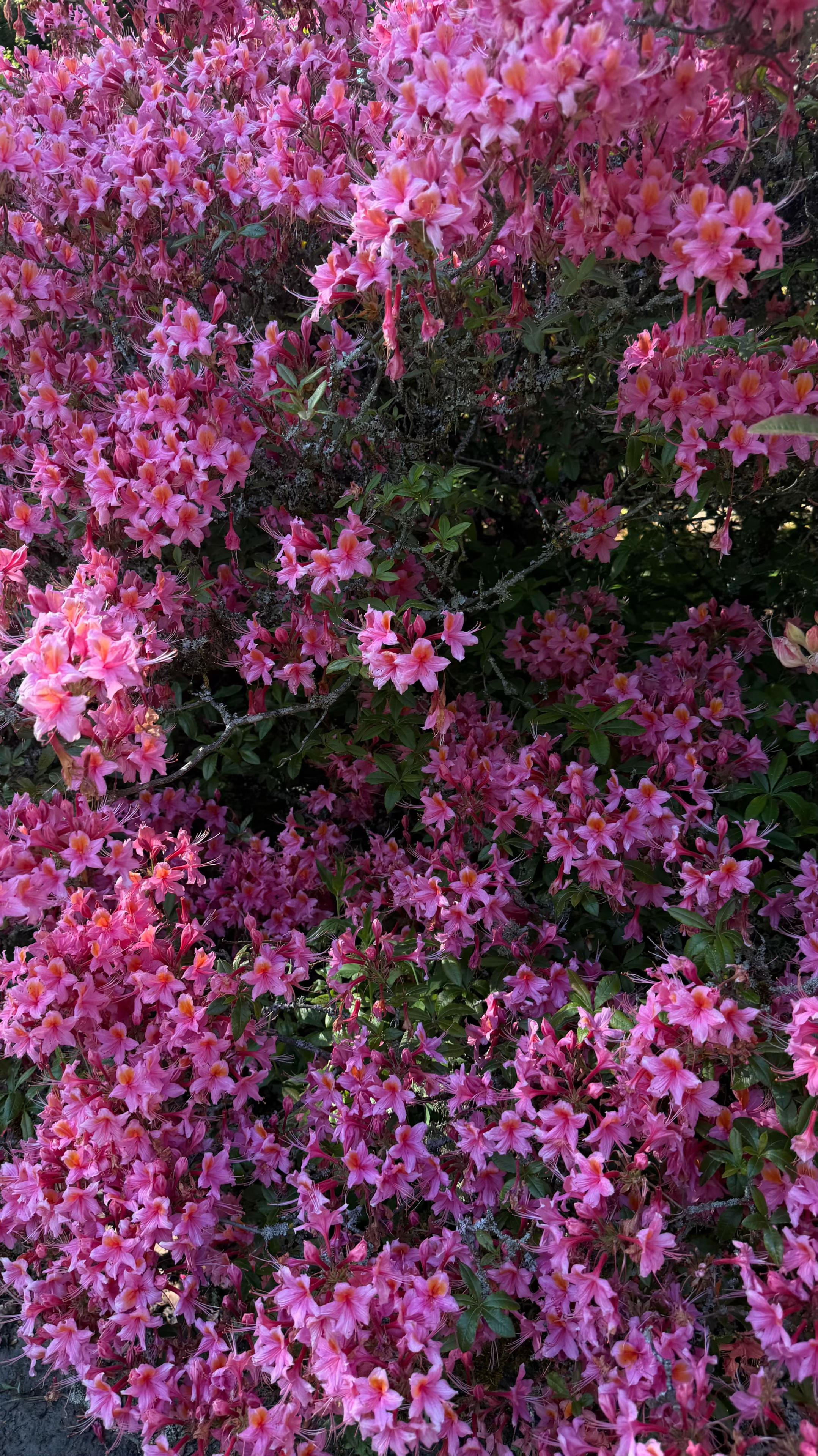 @سينا’🌸