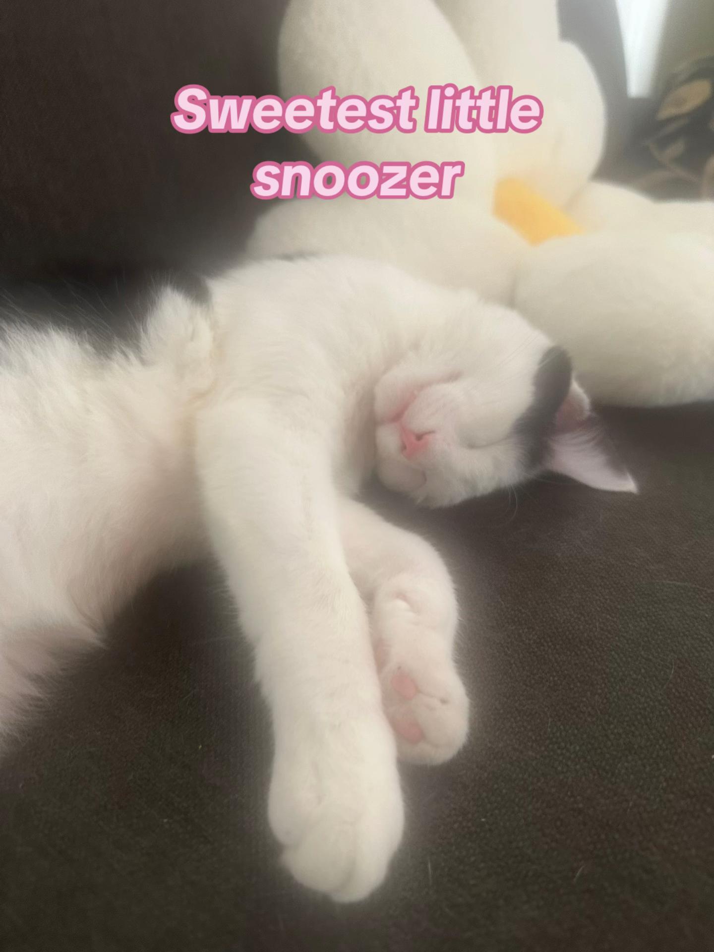 @cindy_clawpurrrr