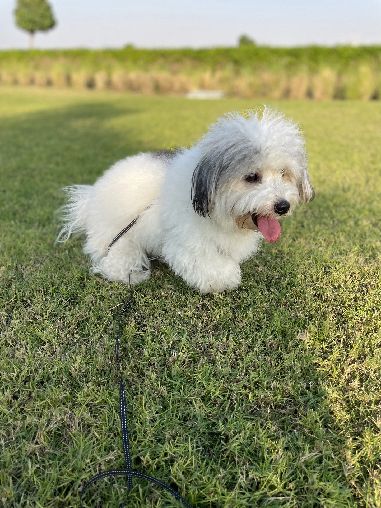 @Feel at HomePetCare