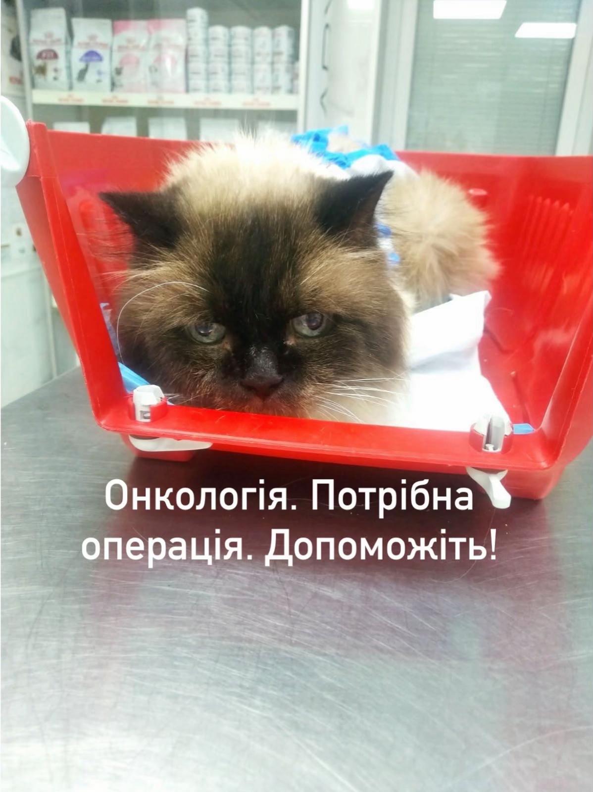 @Алиса