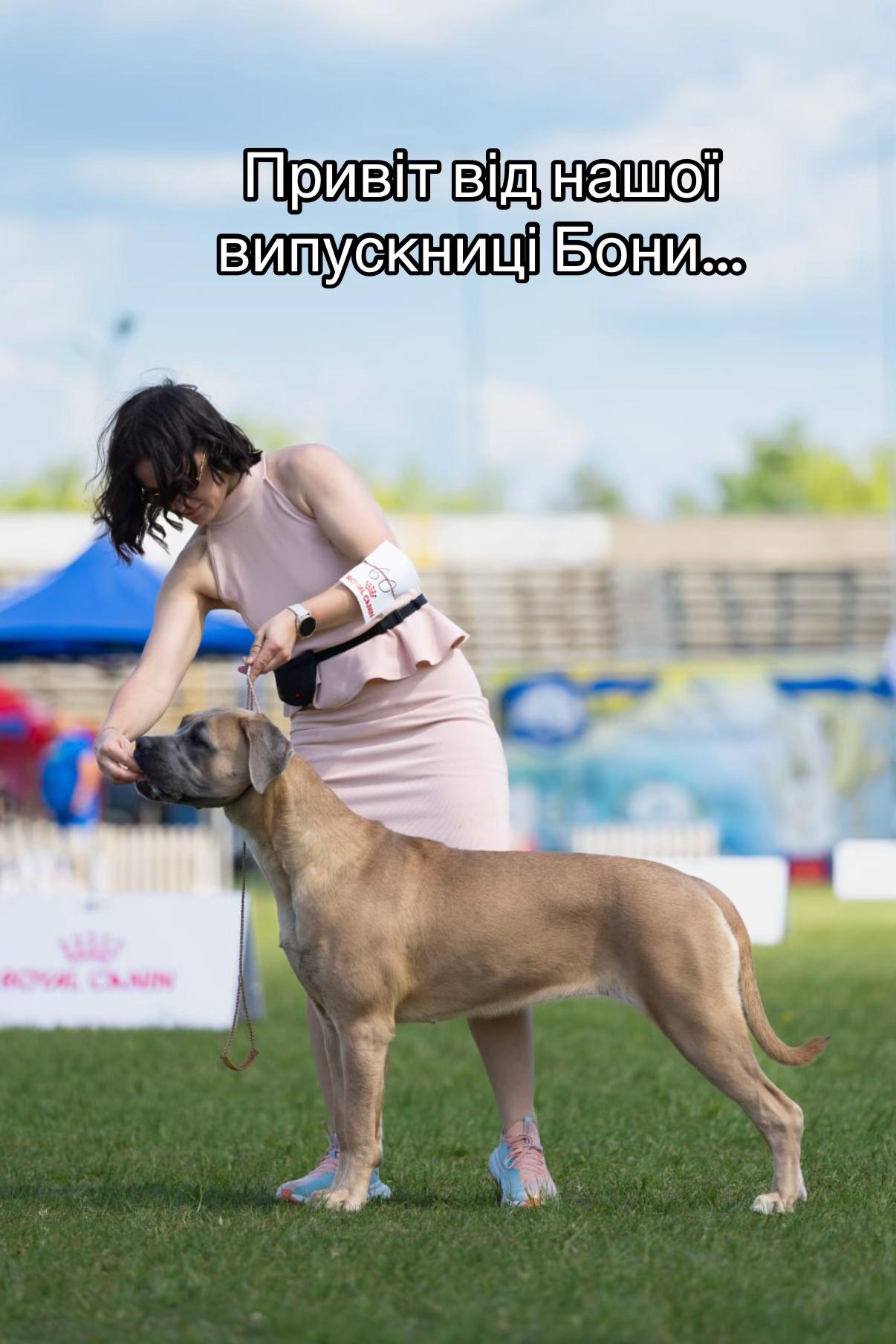 @Кане Корсо