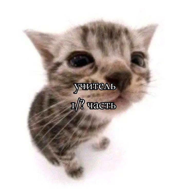 @июльская лилия