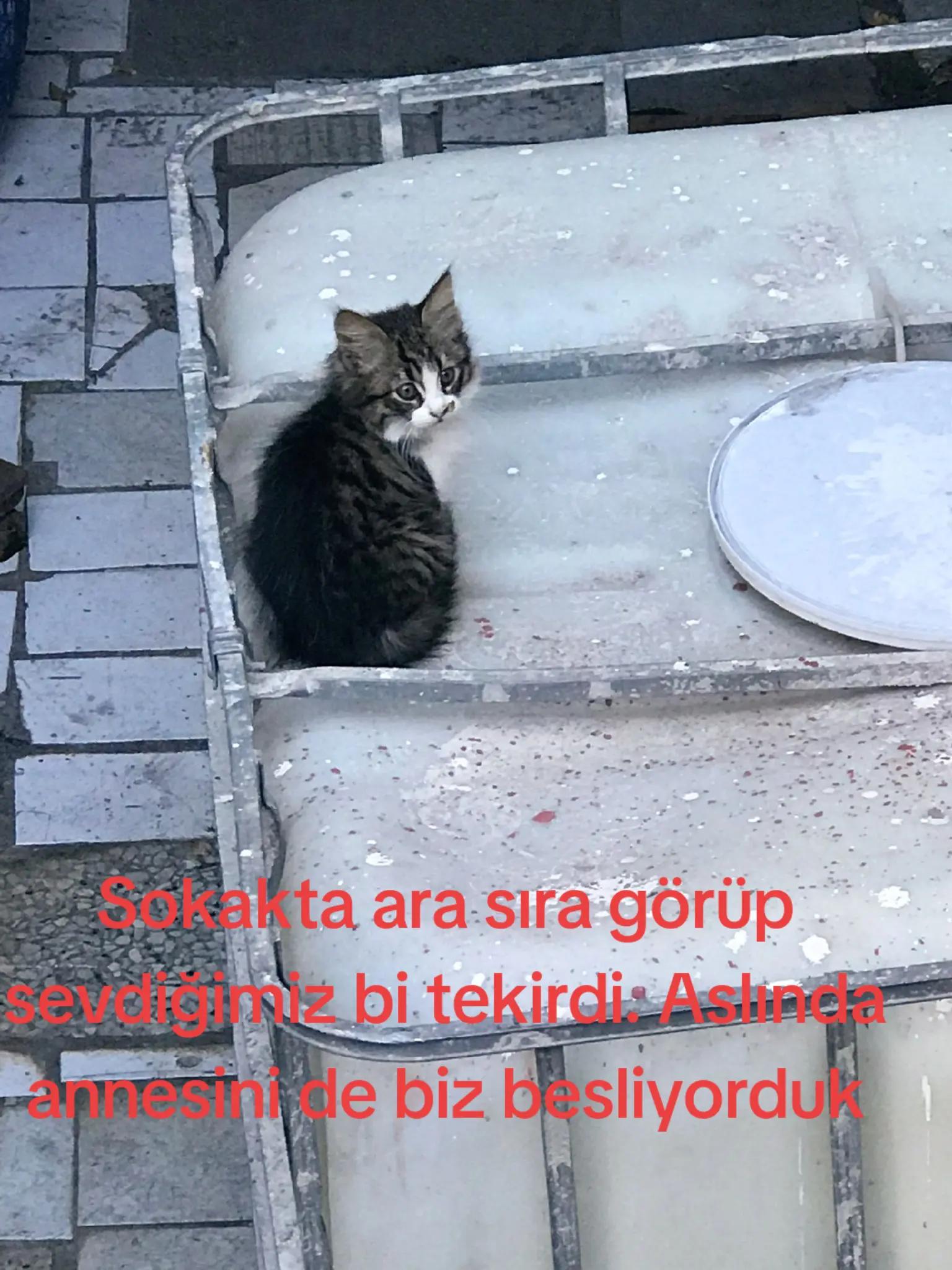 @Mehmet