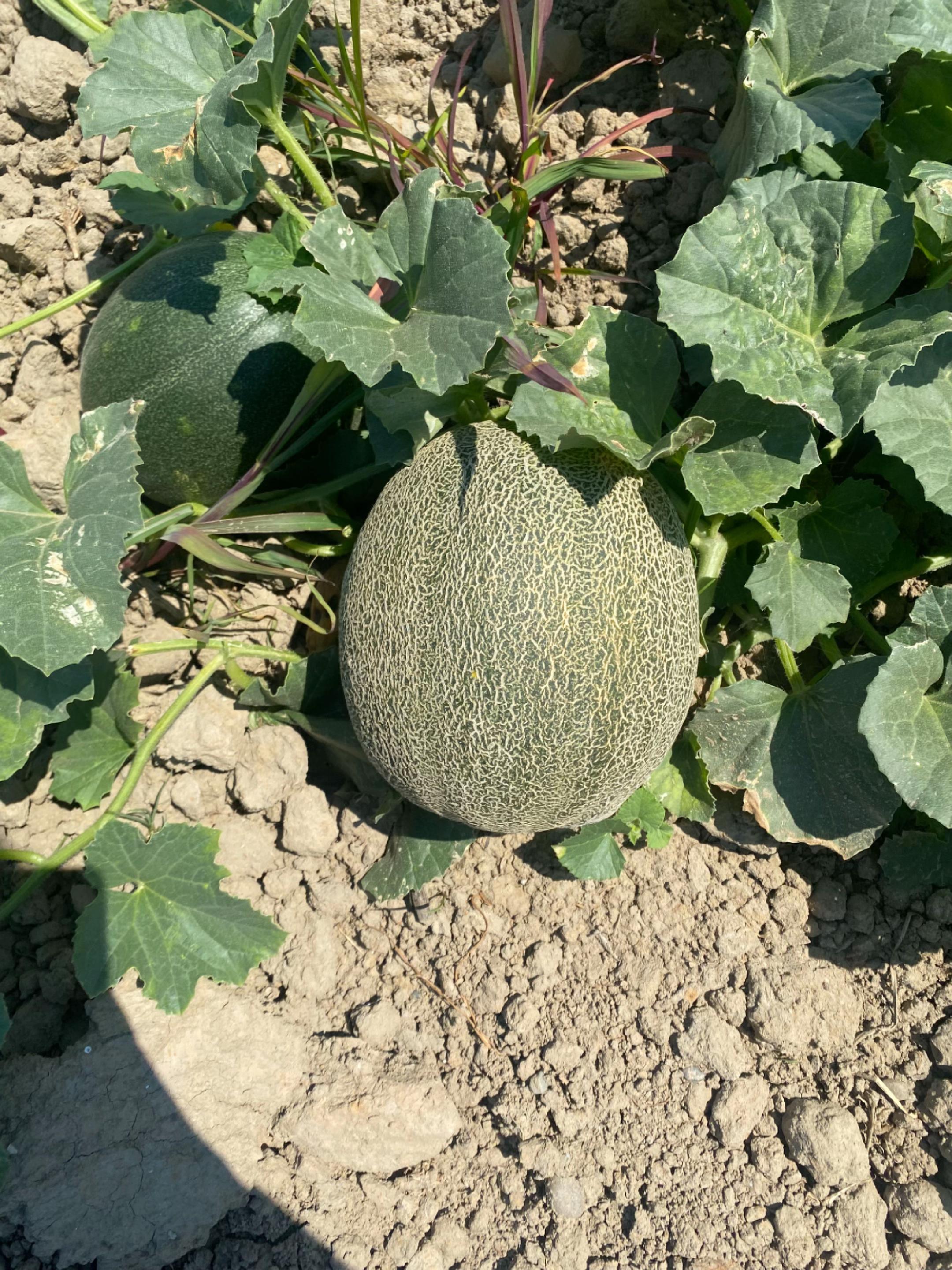 @GEN&Ccedil;_TARIM