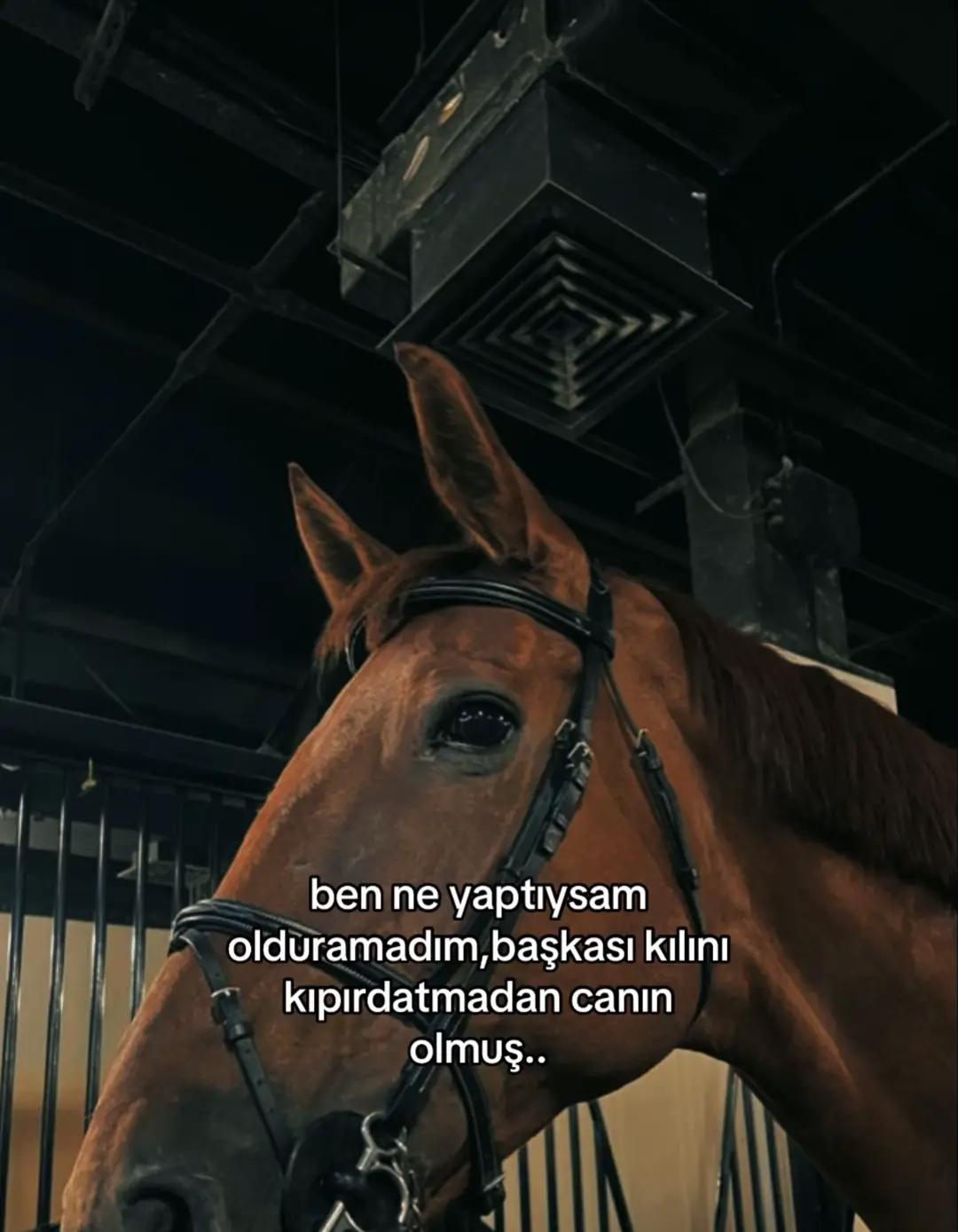 @ÁŠLî。✧