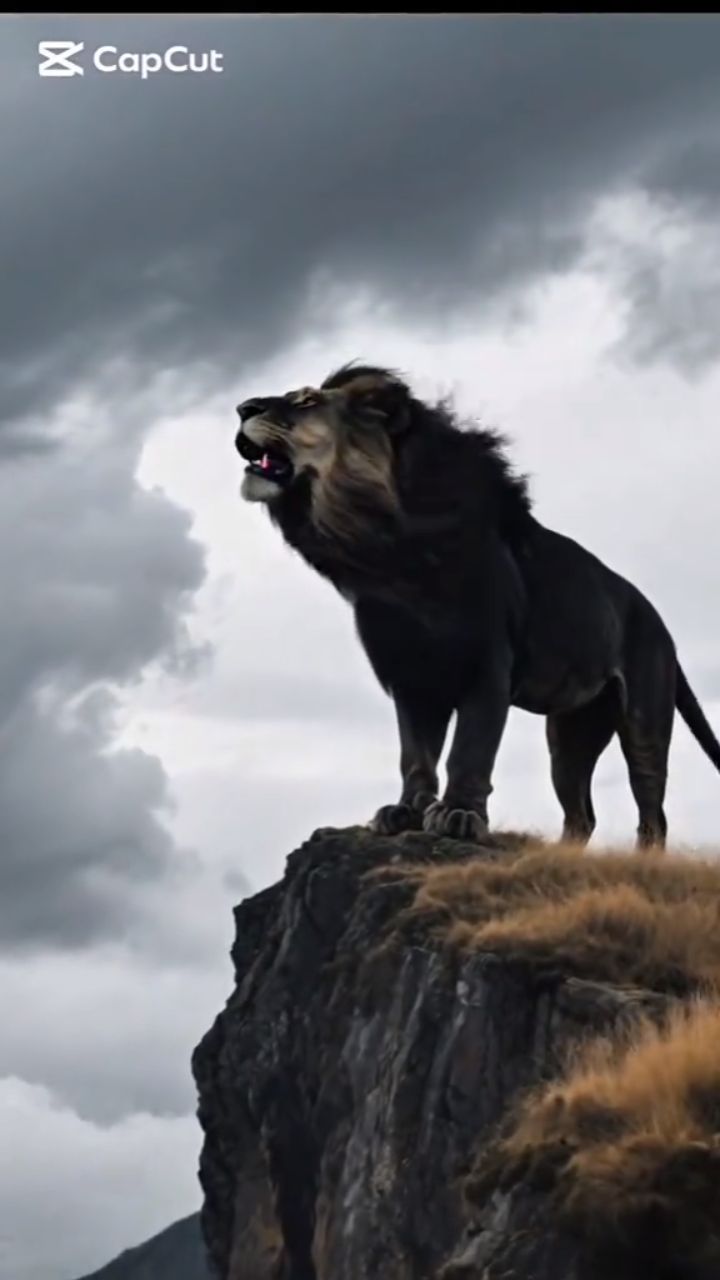 @DEGOIS ☕🙏🦁😅🌎🦮🐈⬛🏫⚒️🇧🇷