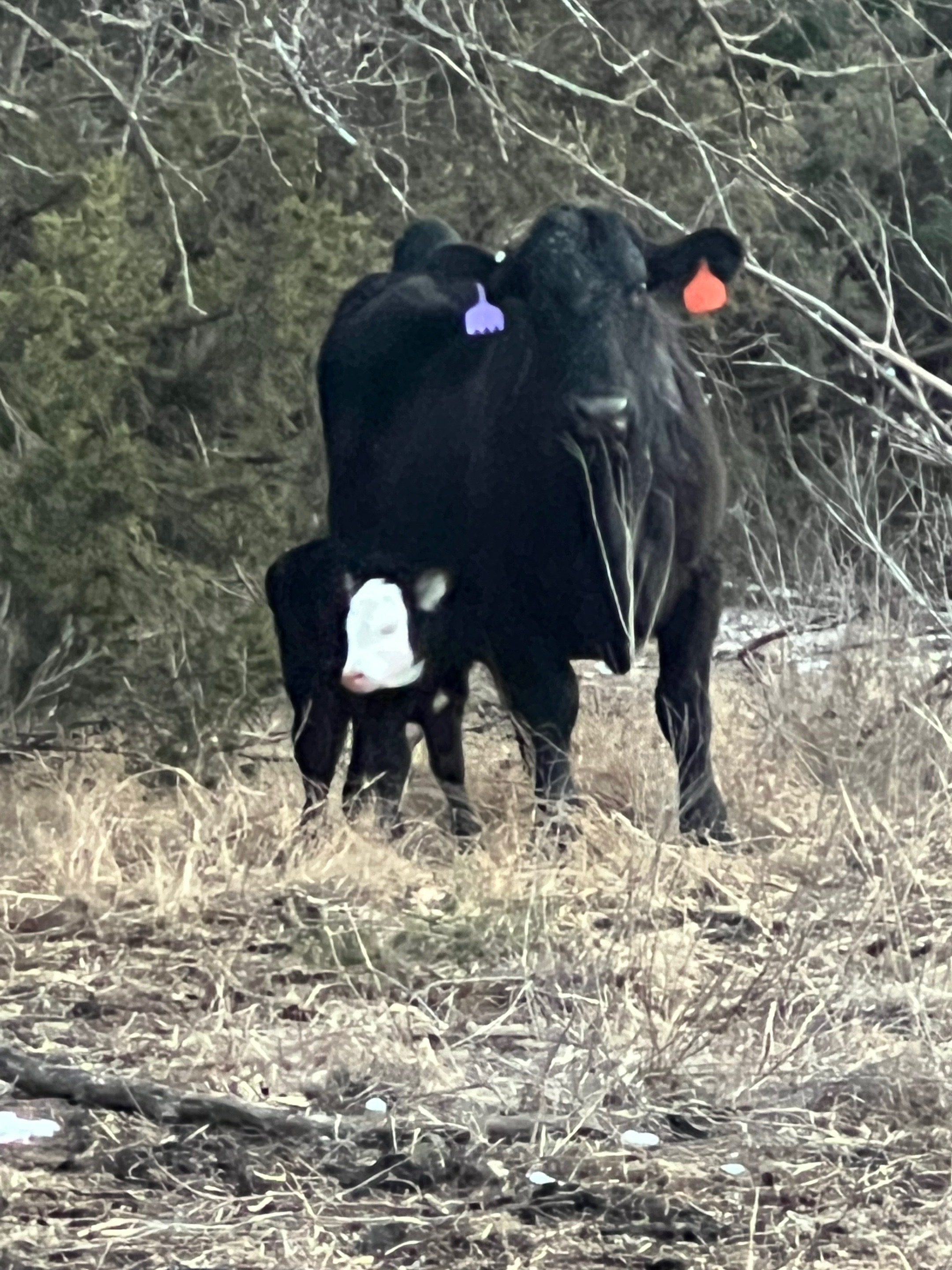 @4W Cattle