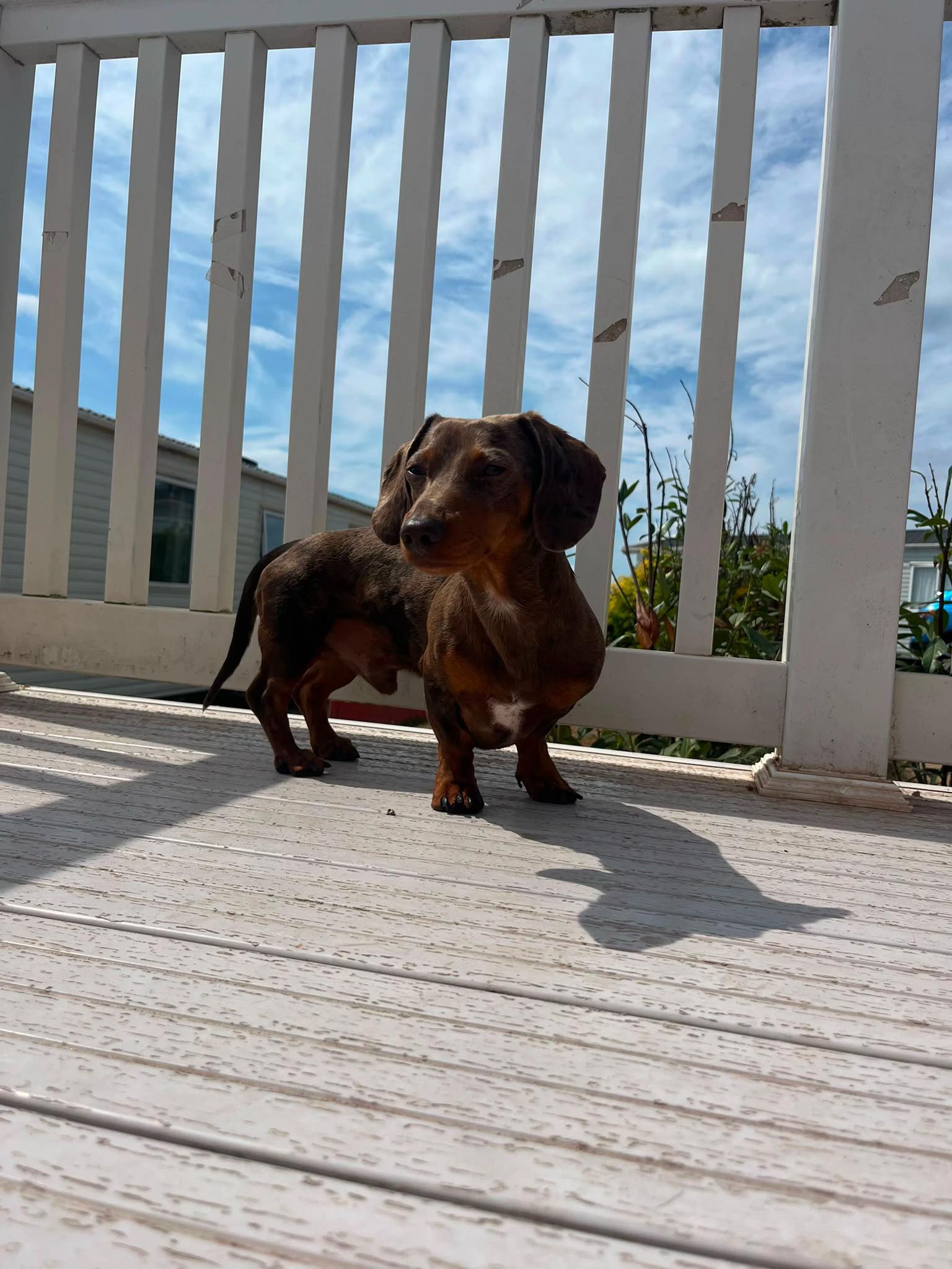 @marleythesausagedog