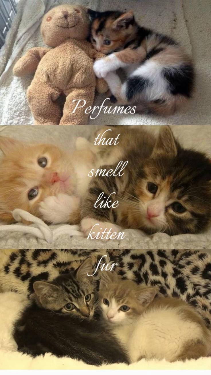 @dey 🐈⬛