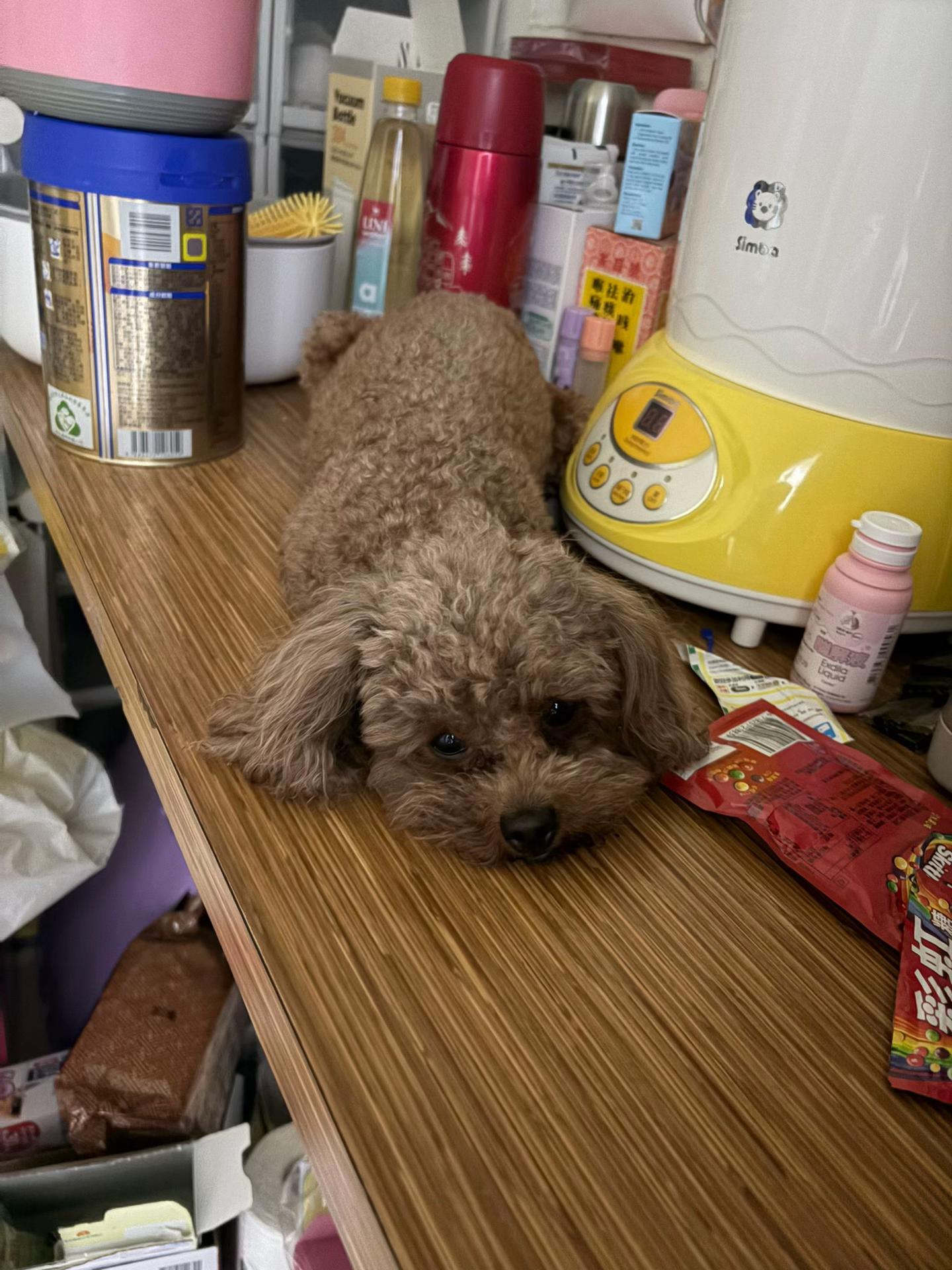 @🥜高雄八大經紀🐩石睏寶