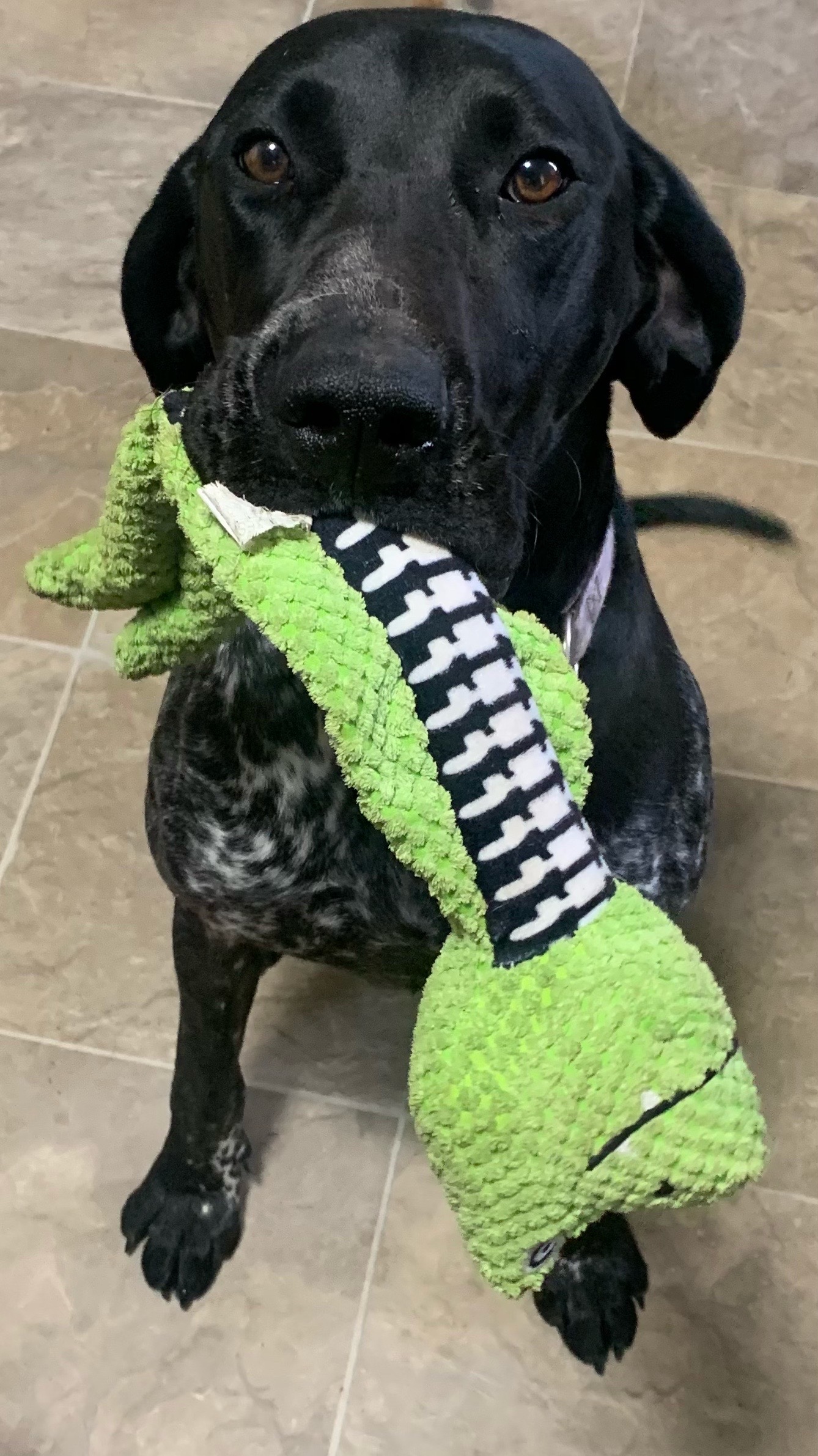 @lovinglifewithpuppies🐾🇨🇦🐾