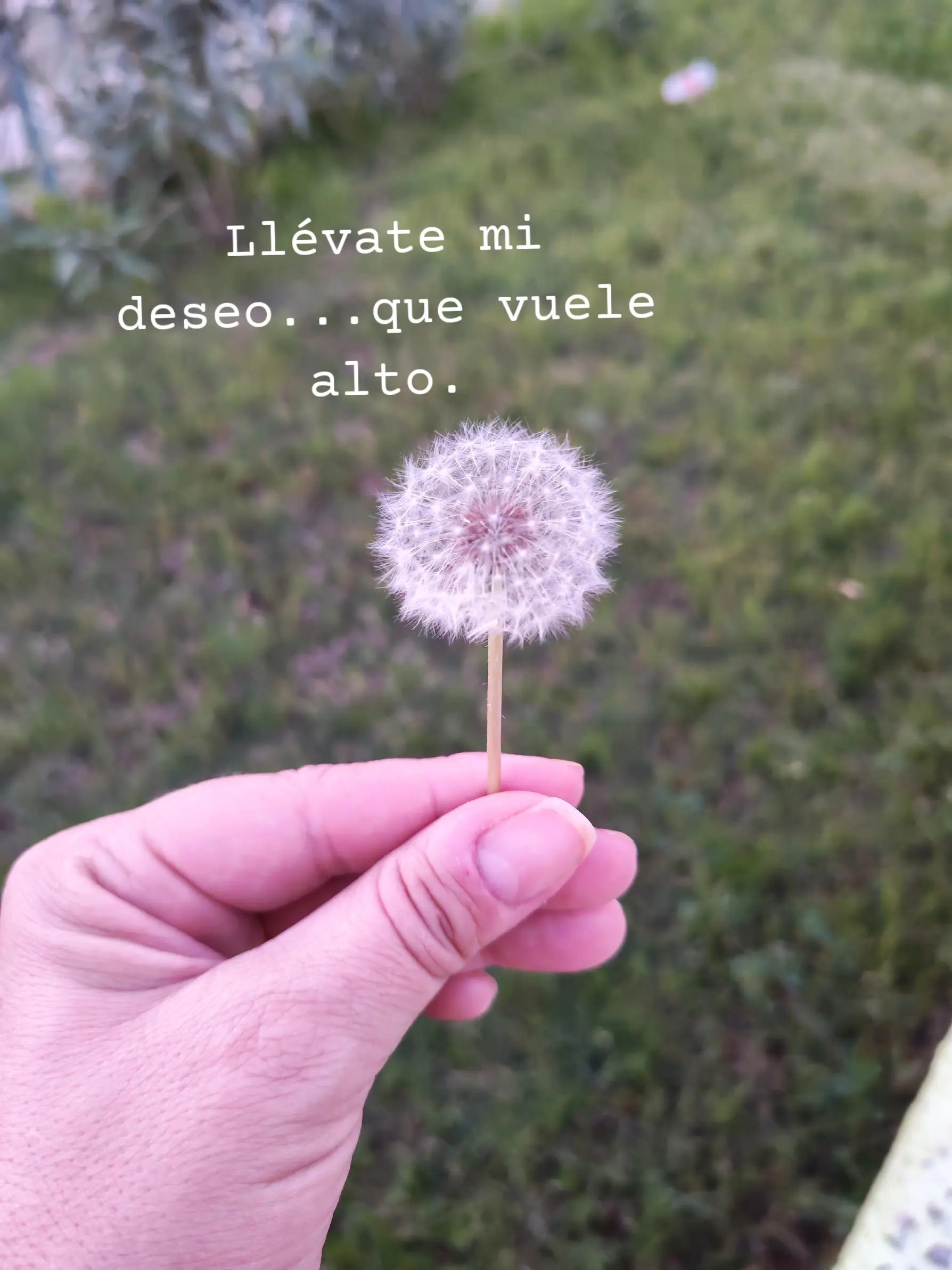 @Lakshmi Acosta