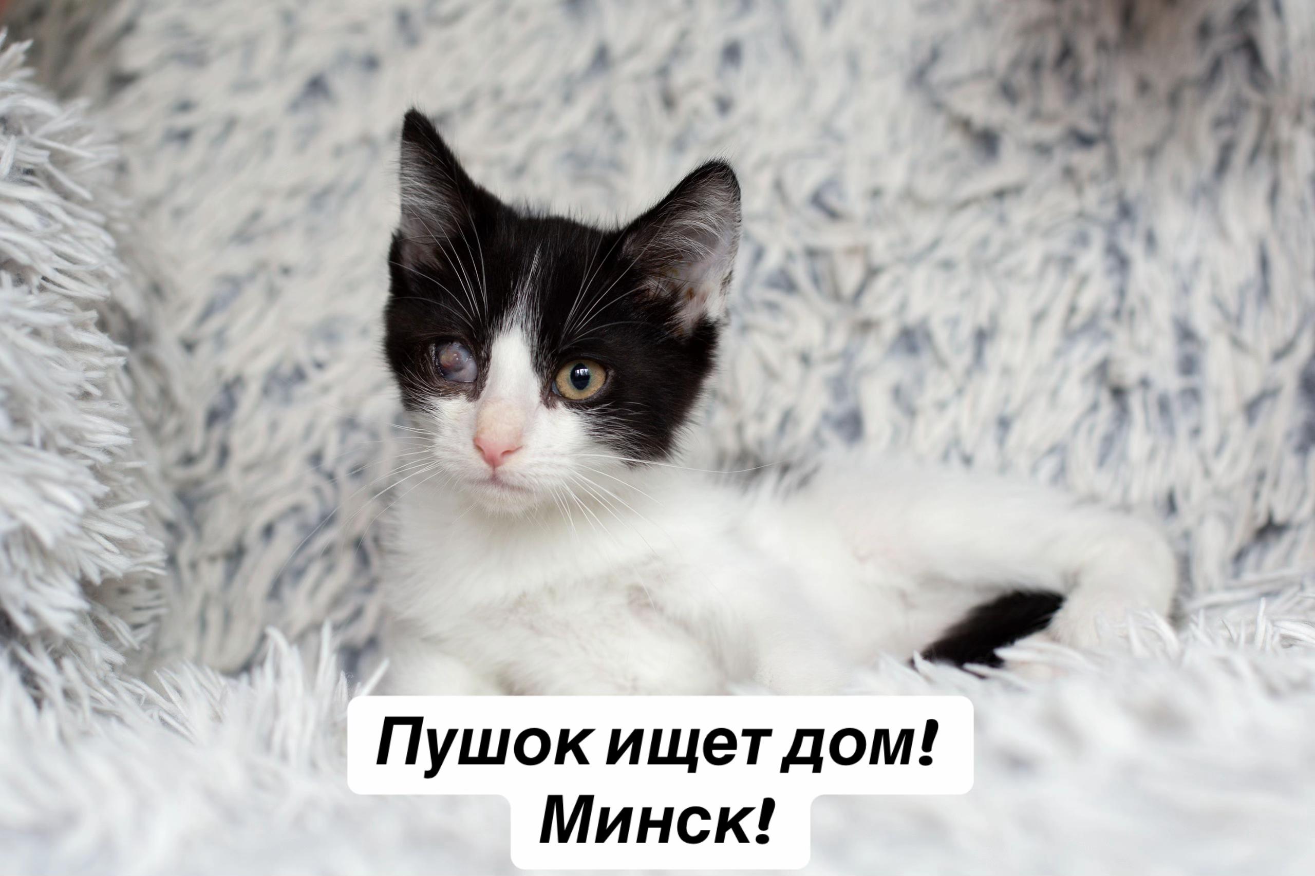 @Котята в дар!