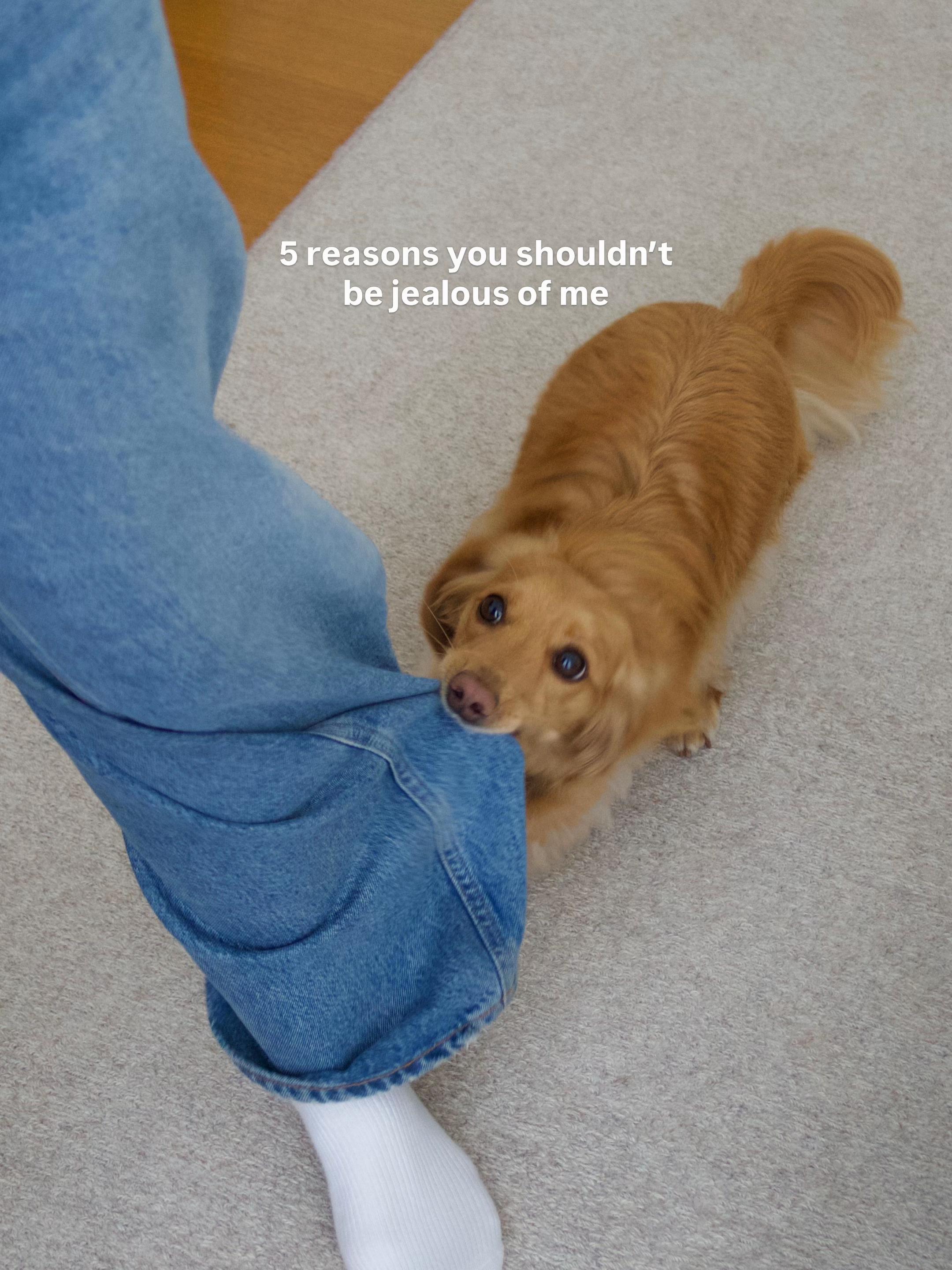 @cashewdachshund