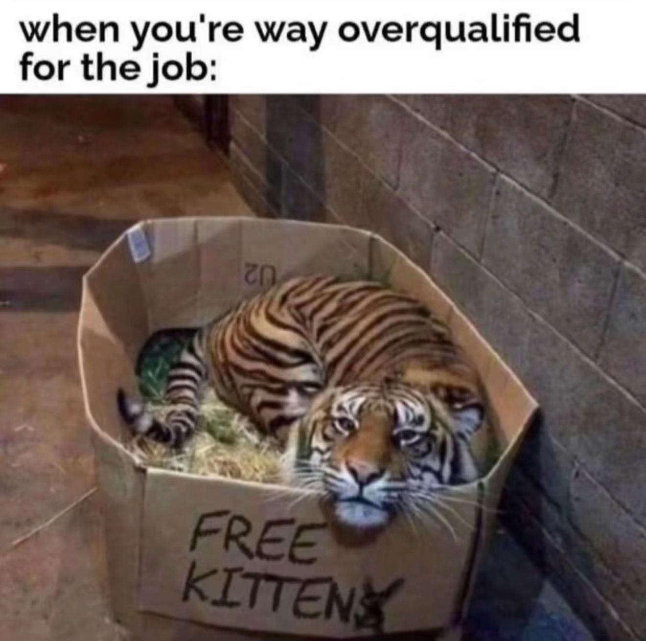 @Krish2026