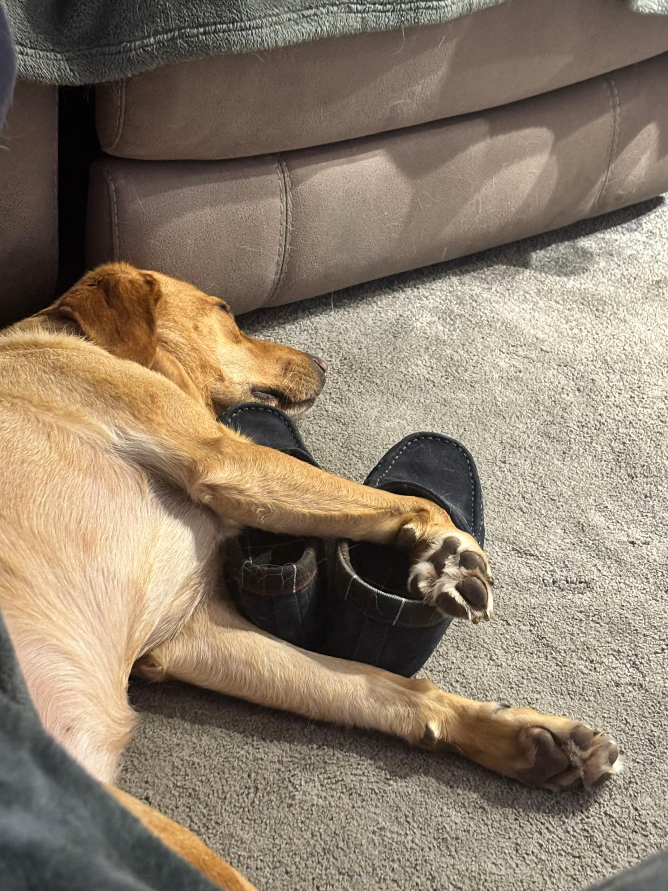 @Goldenwaggytales