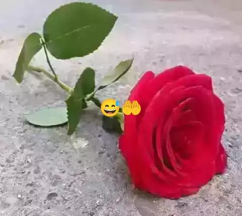 @Md Himel Ahmed