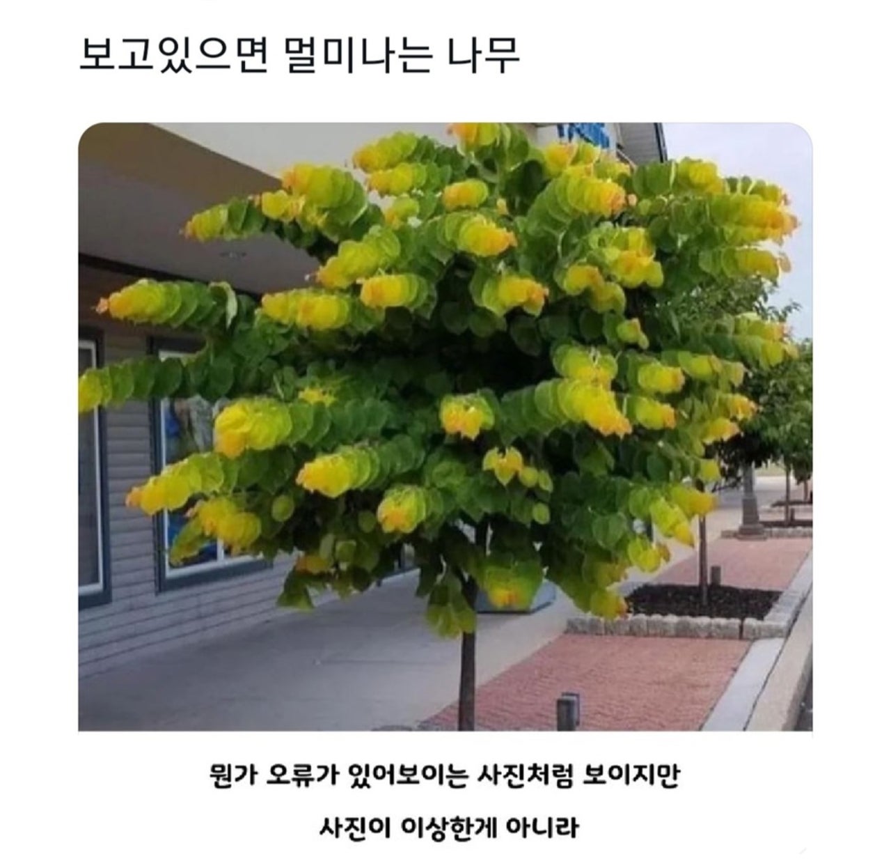 @로이젤