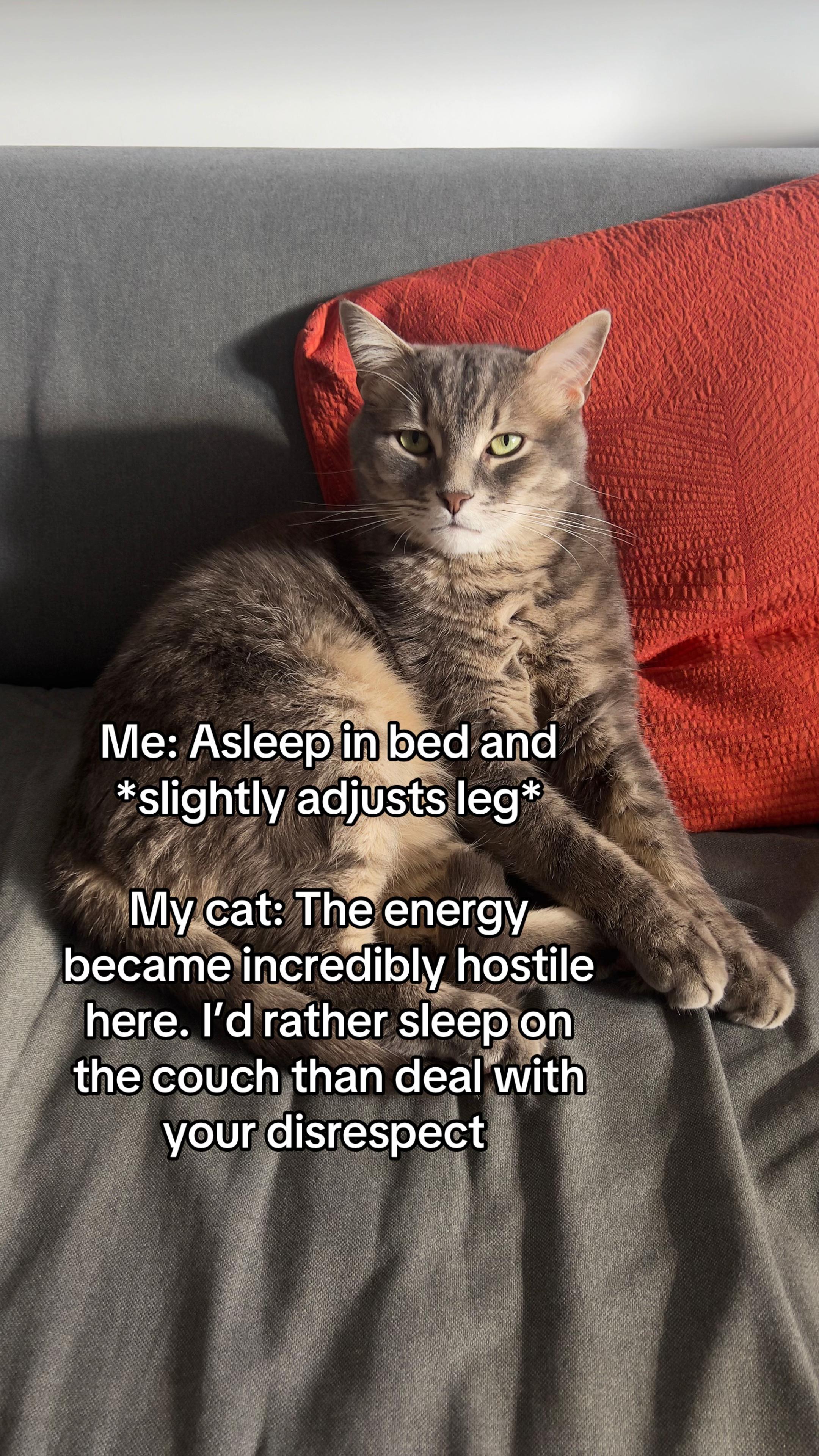 @Ollie 🐱