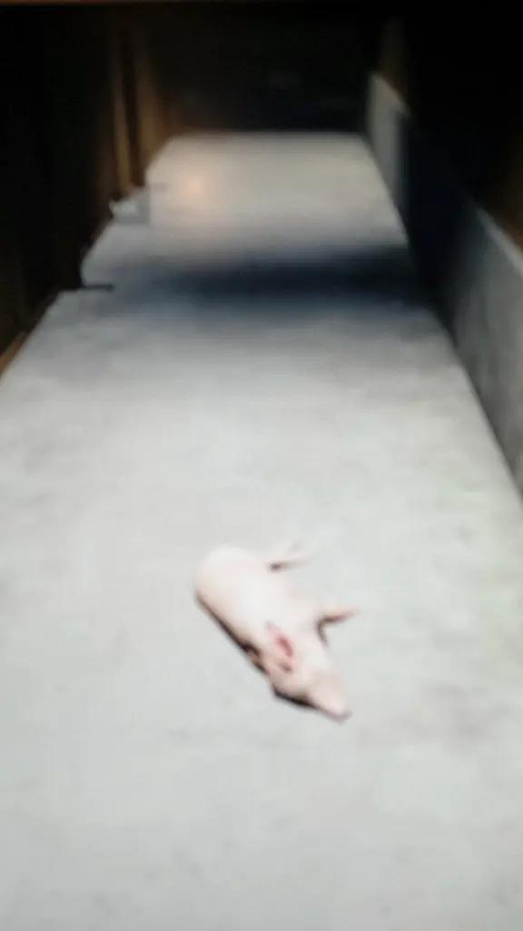 @karpik337