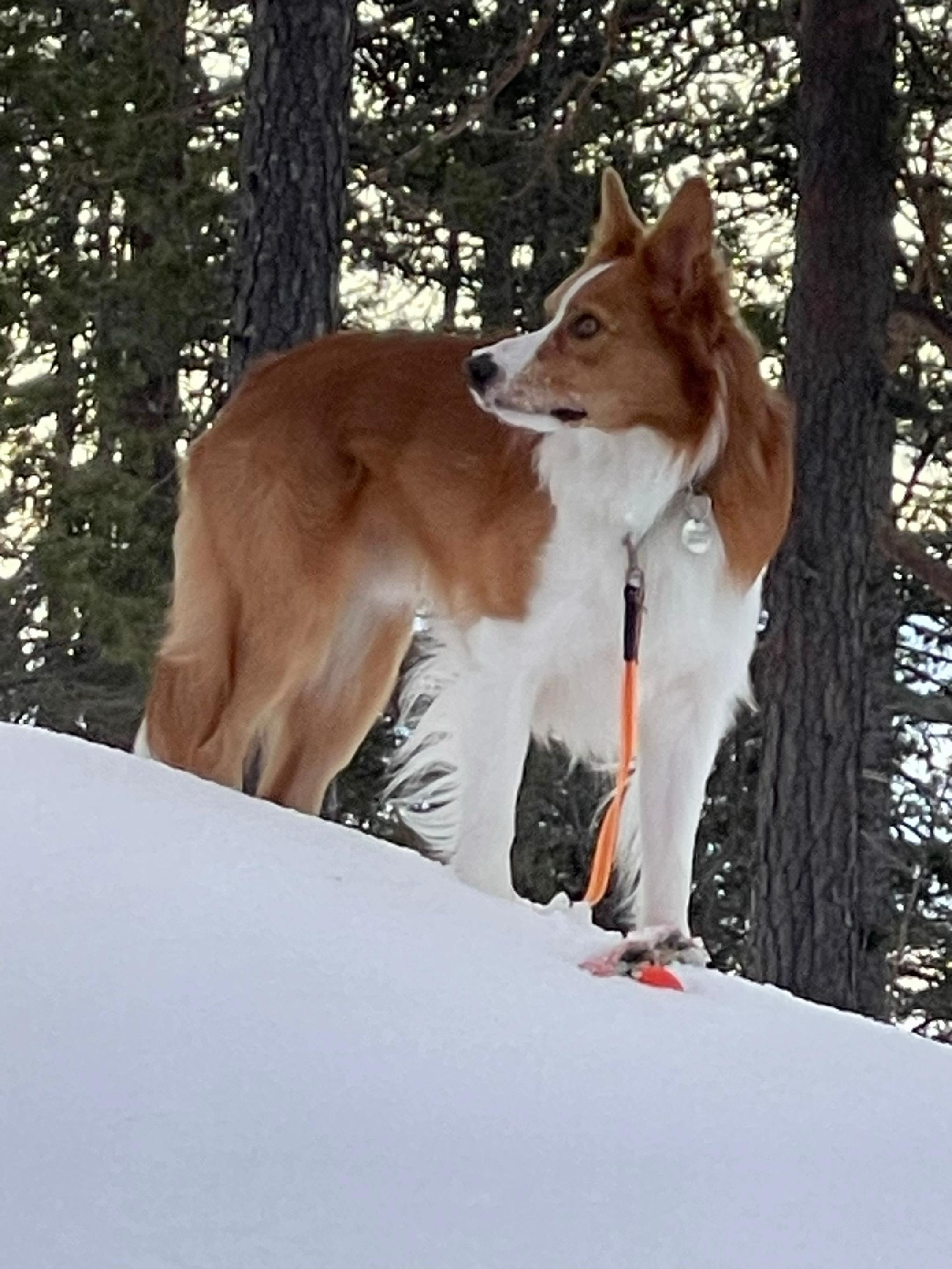 @Border Collie Bantay