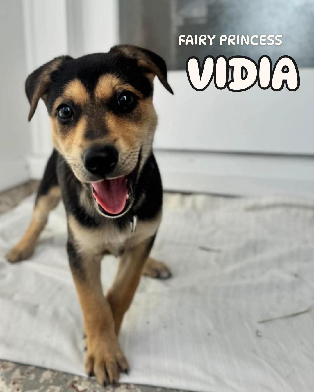 @Auckland Puppy Rescue