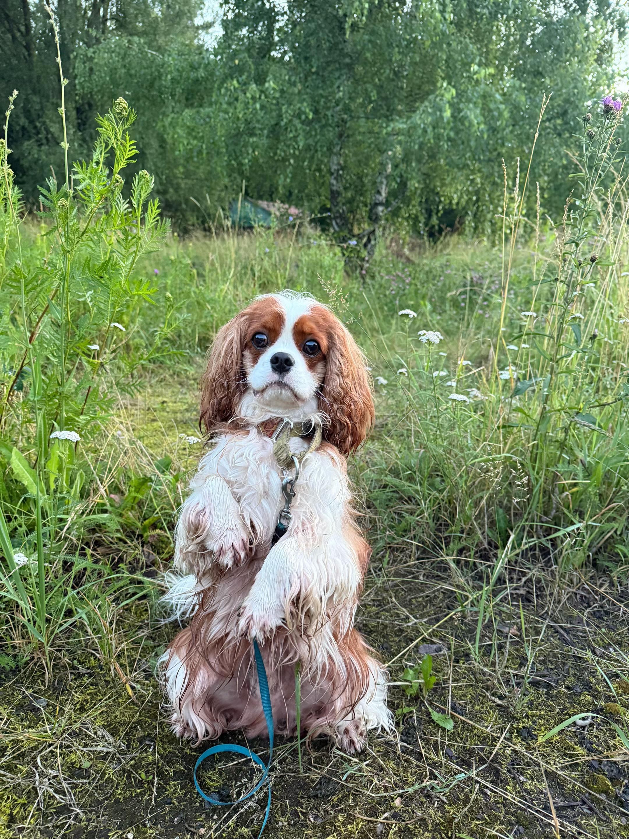 @Фаби🐶
