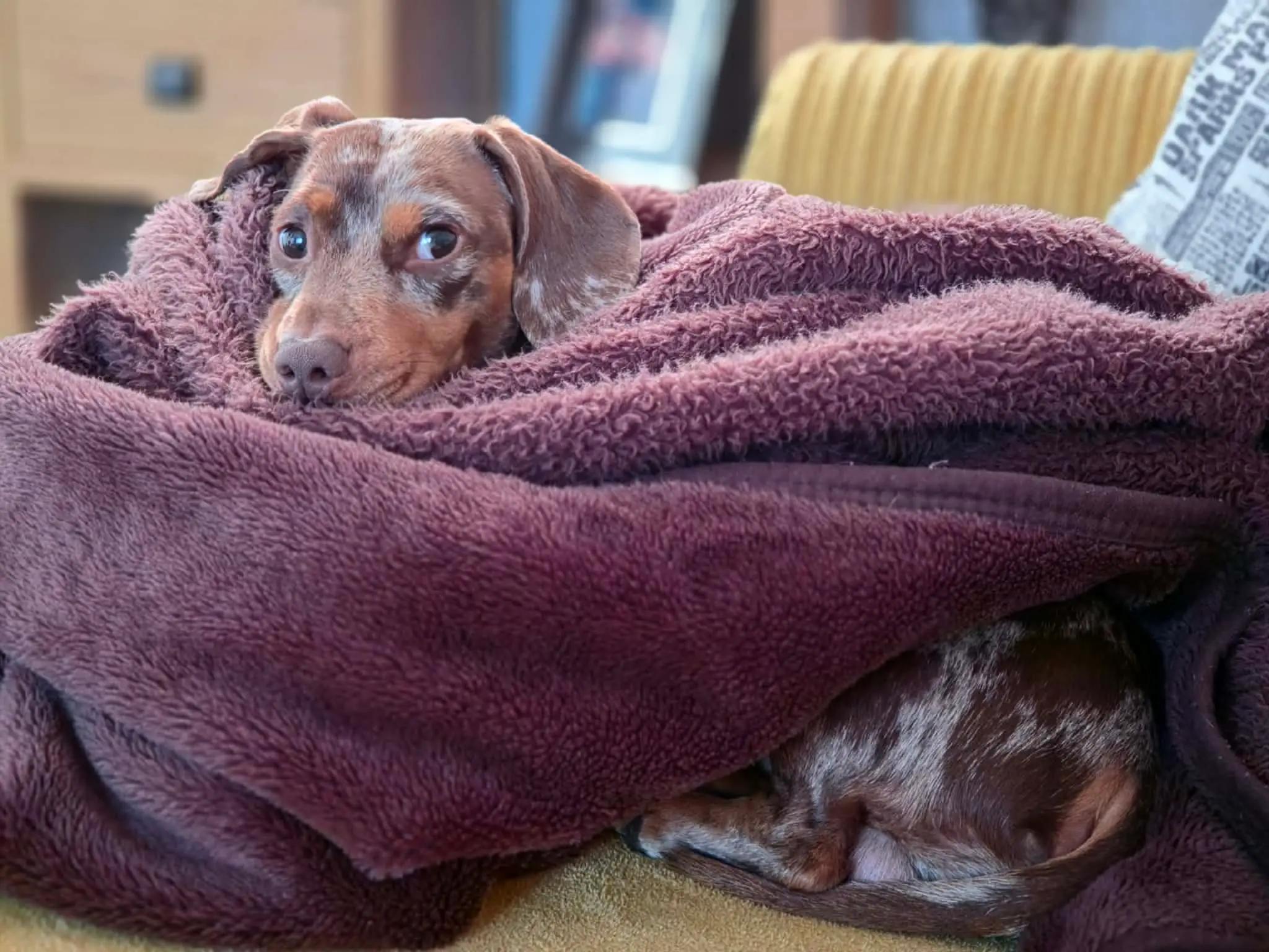 @Choritzo chipolata🐾