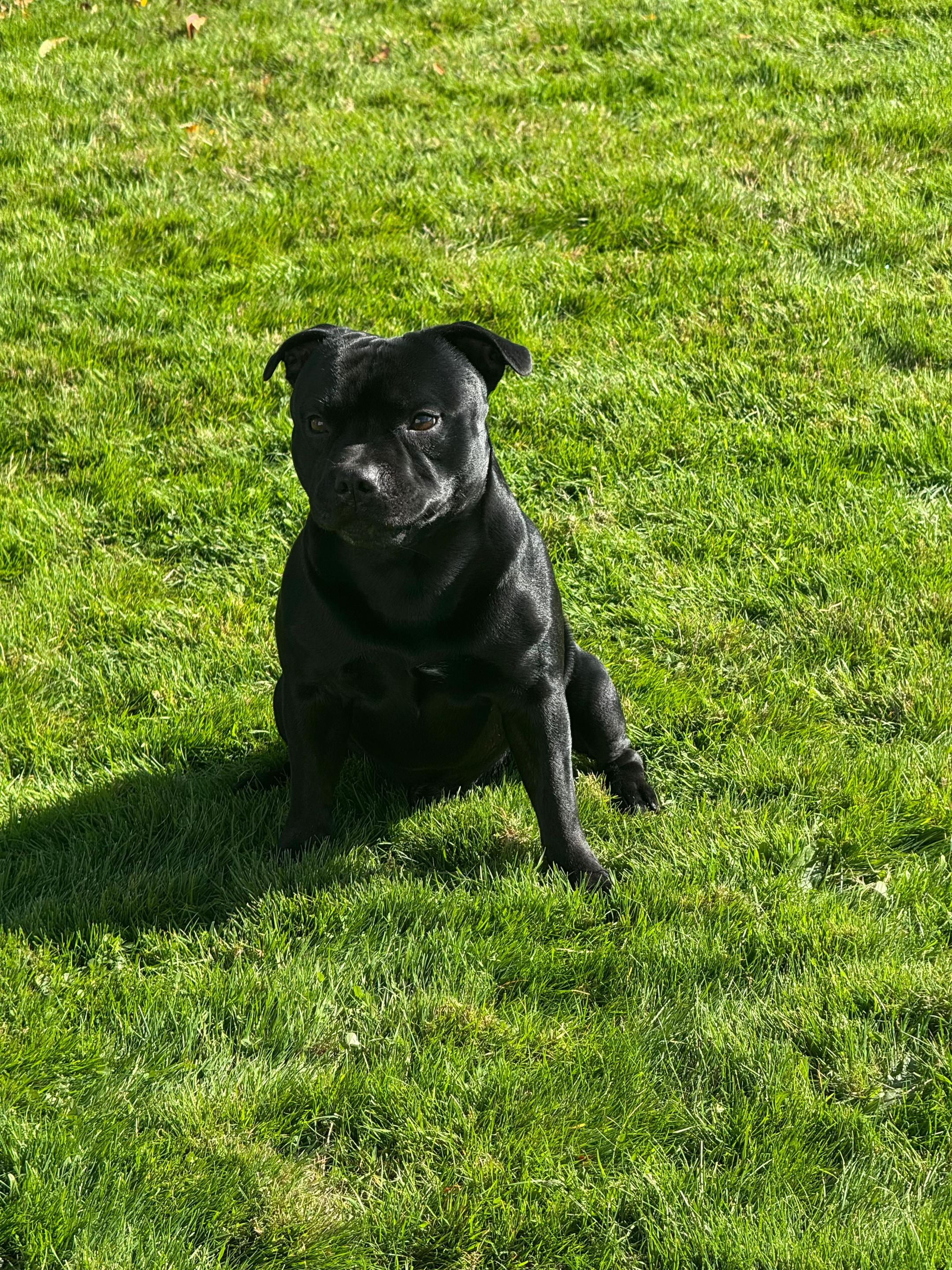 @staffie.young.tao