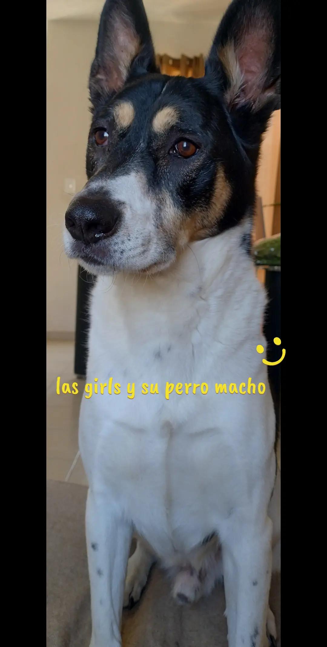 @❣️₩endyEcari☆♡🥦🍒🍉🧿🐱🐶❣️