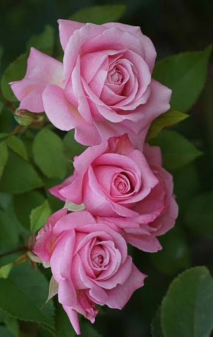 @yeasminbegum435